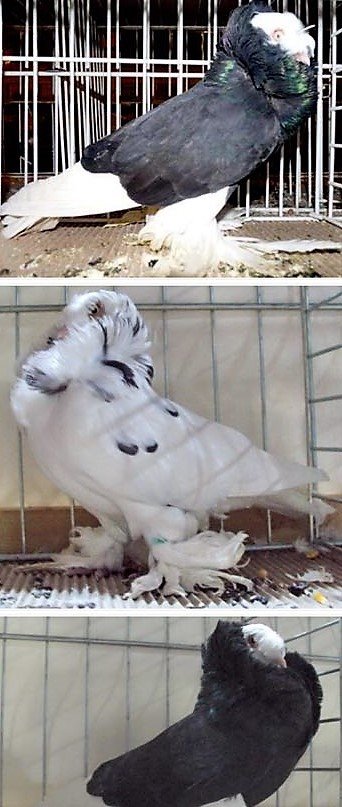 79426828_599226604170764_1223929756529983488_n