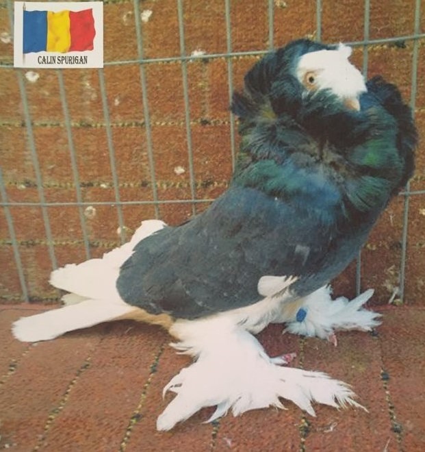 80122929_2664870917104885_7395743859042418688_n