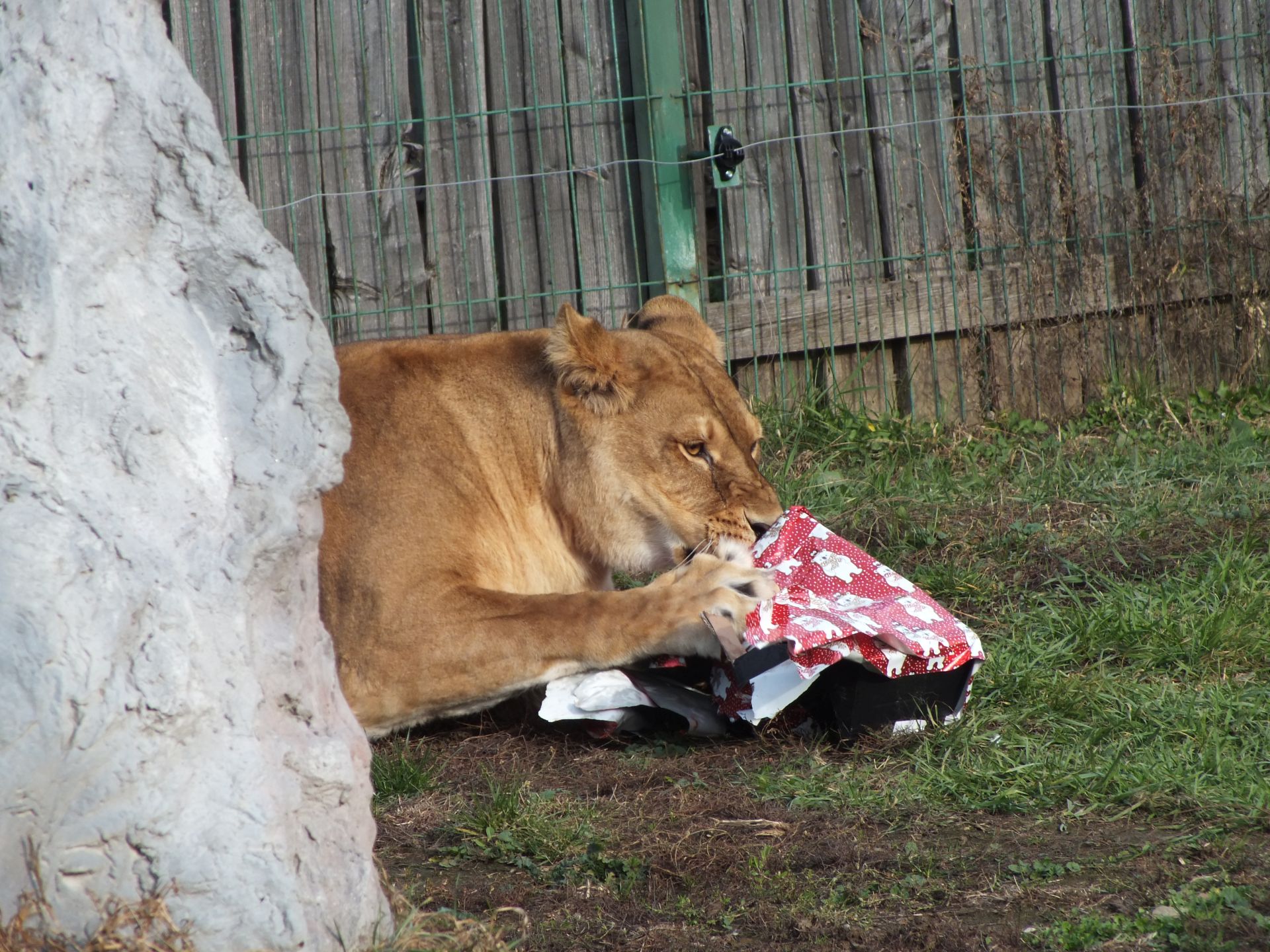 zoo3