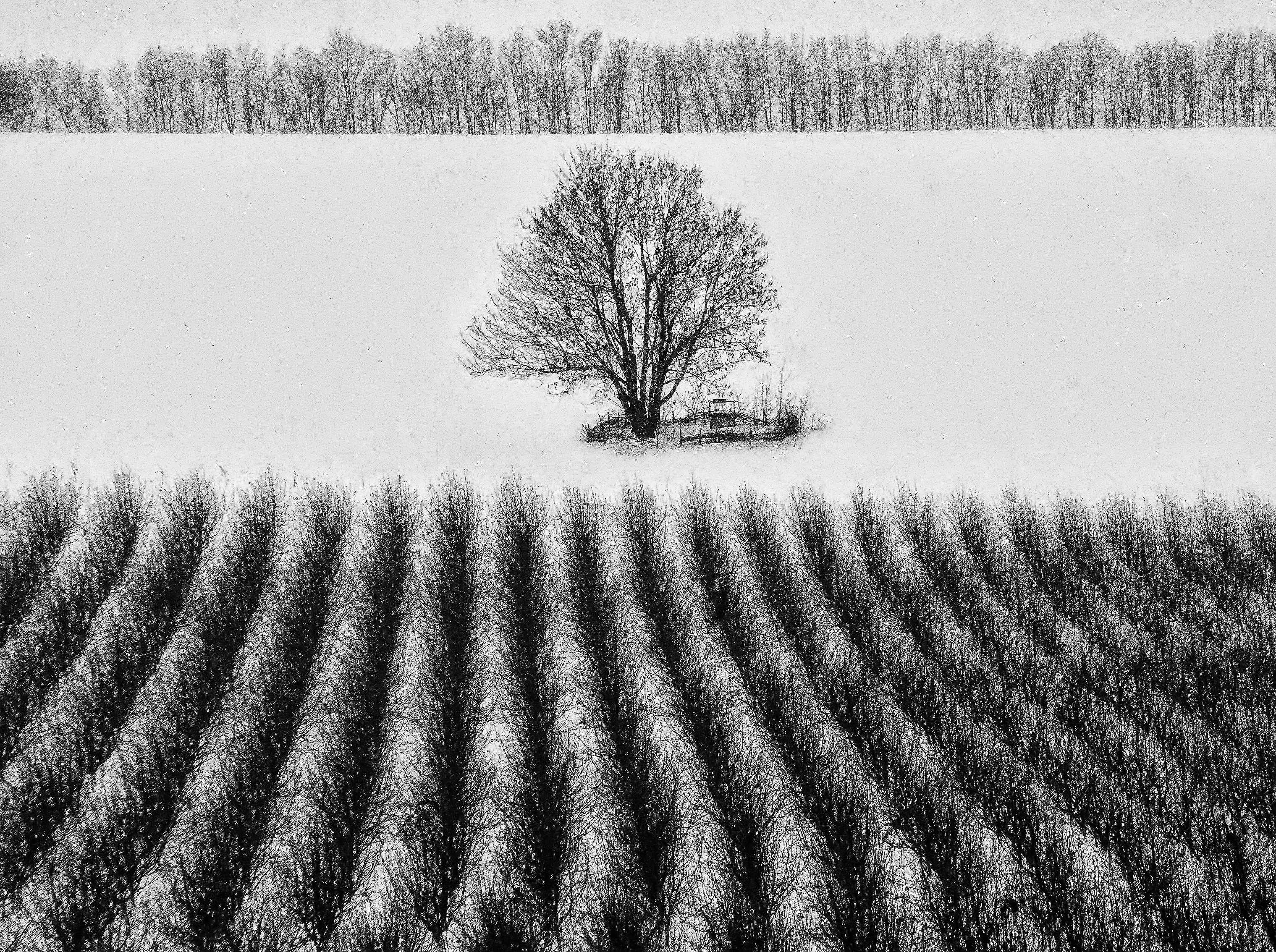 Iurie Foca (MD) - Insingurare