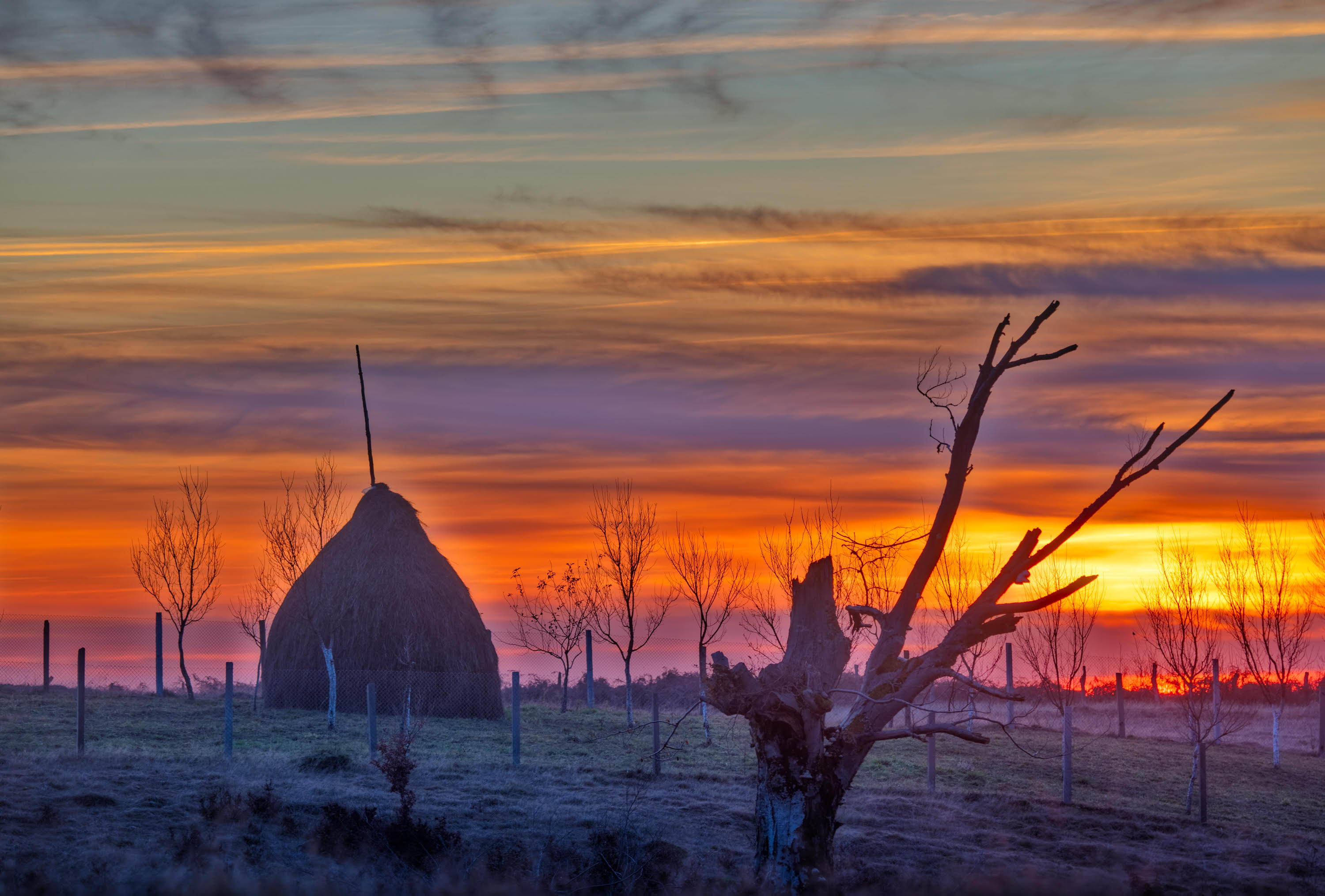 Sorin Markus (RO) - Copac cu furci