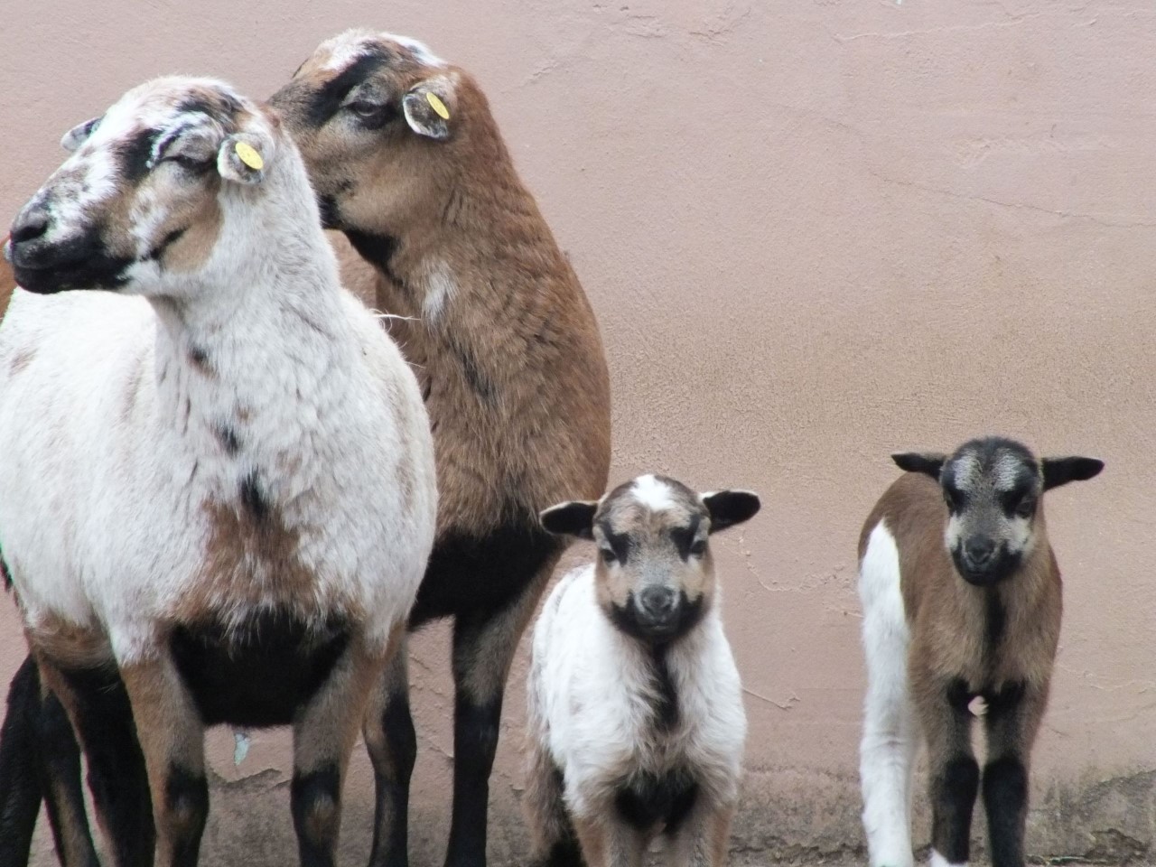 animale noi la zoo oradea (1)