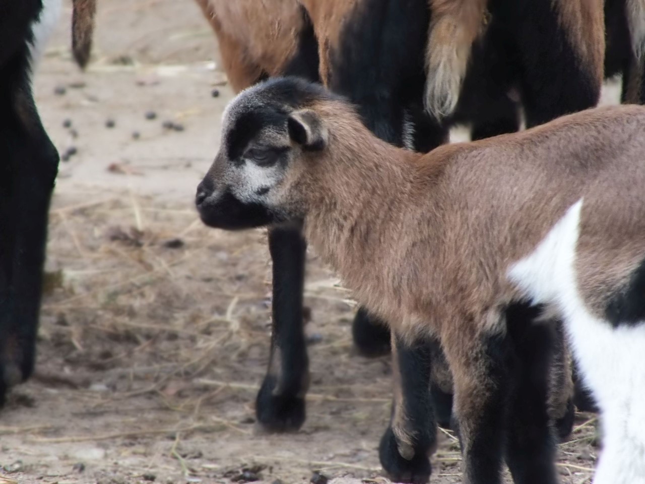 animale noi la zoo oradea (2)