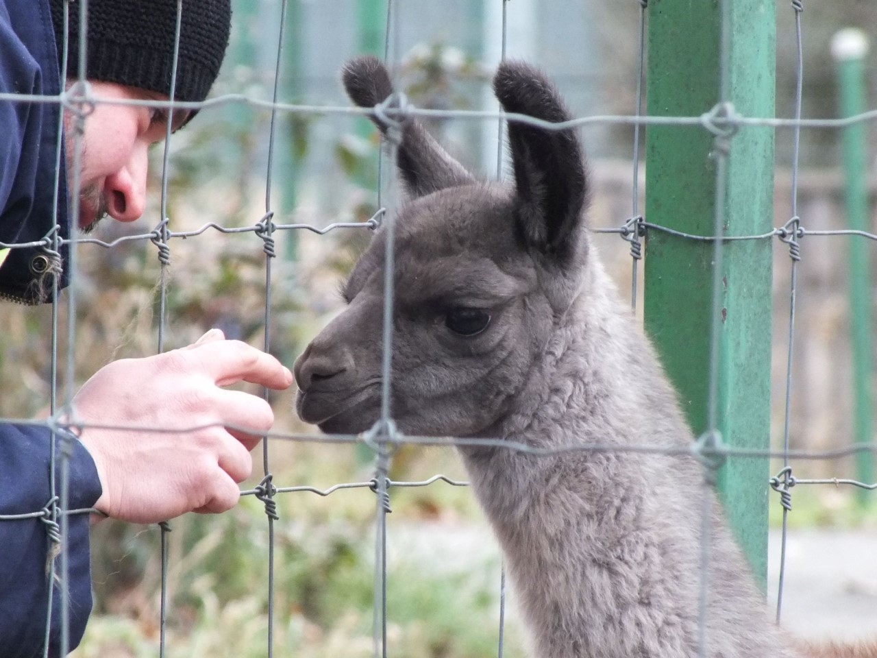 animale noi la zoo oradea (3)