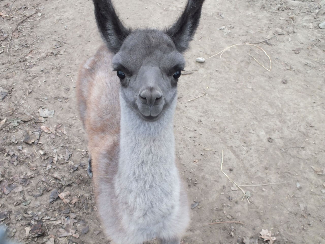 animale noi la zoo oradea (4)