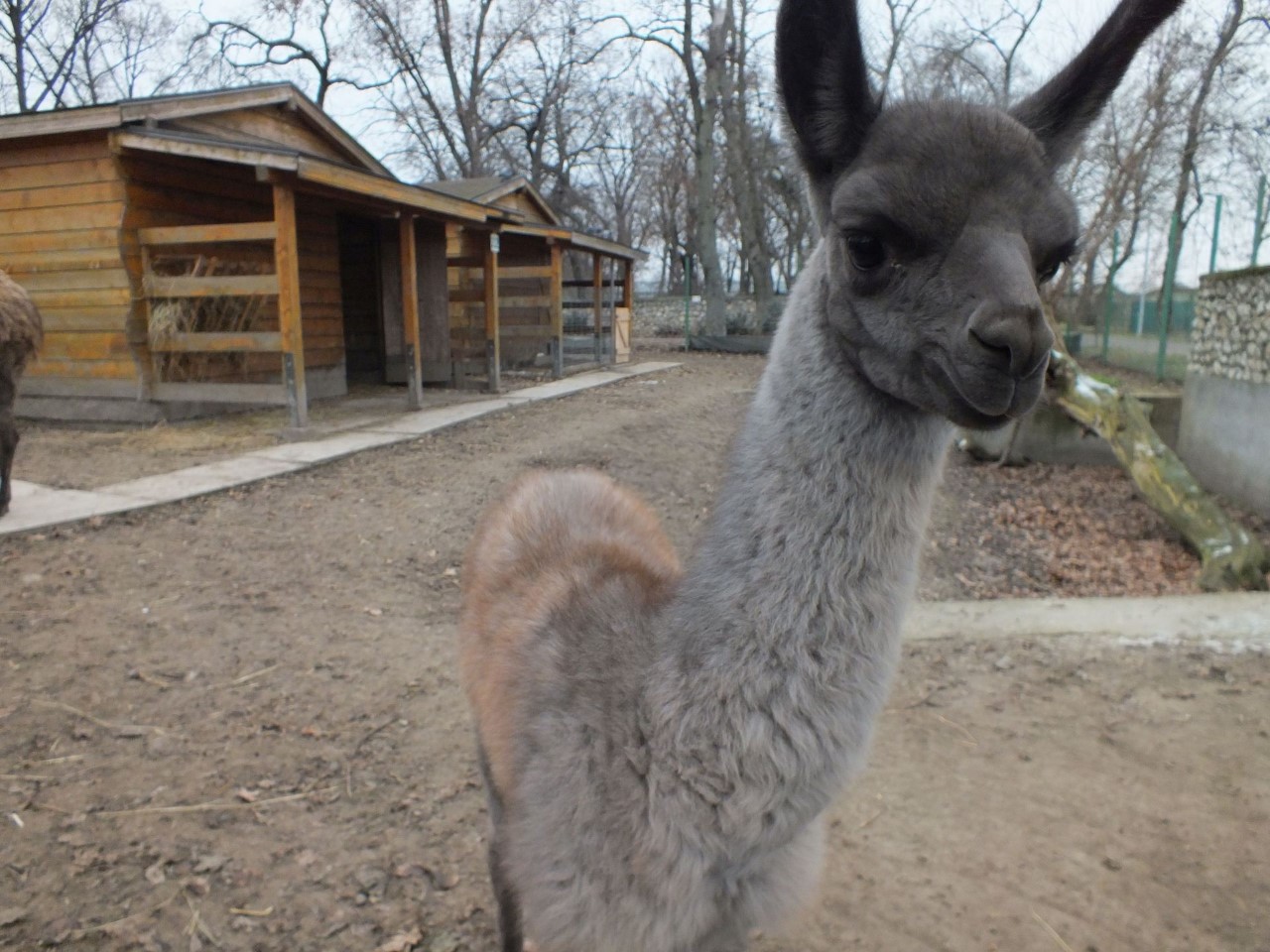 animale noi la zoo oradea (5)