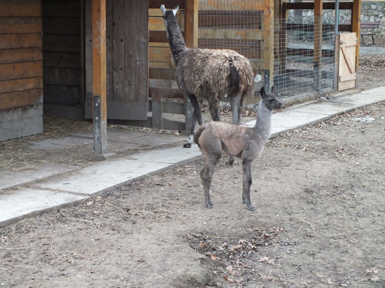 animale noi la zoo oradea (7)