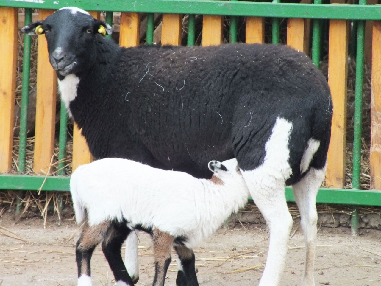 animale noi la zoo oradea (8)