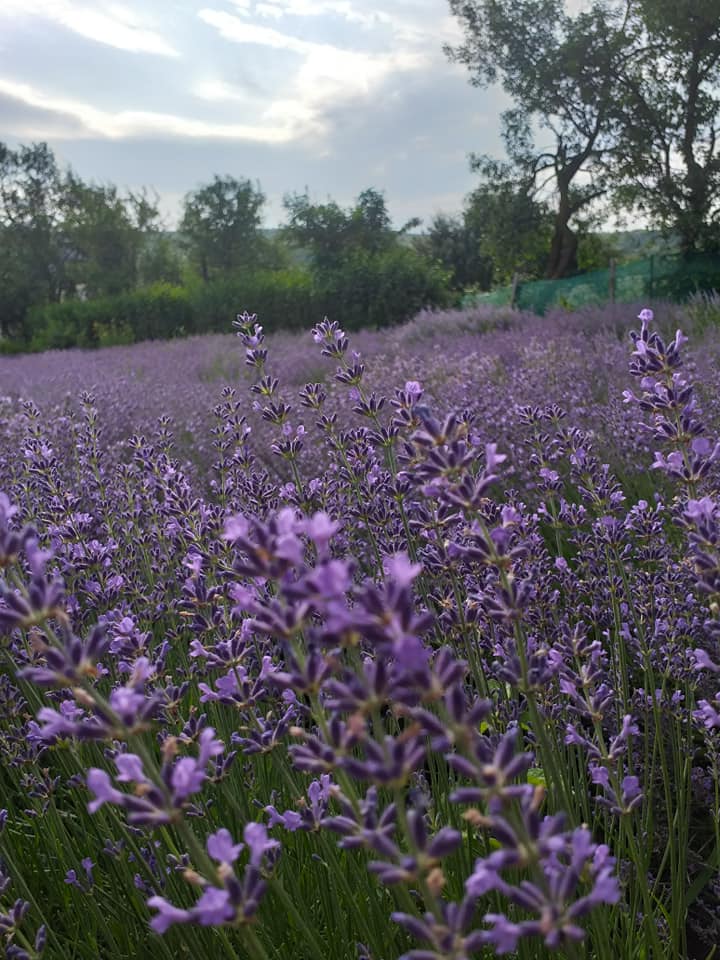 67184686_2380299698728649_798485805315129344_n