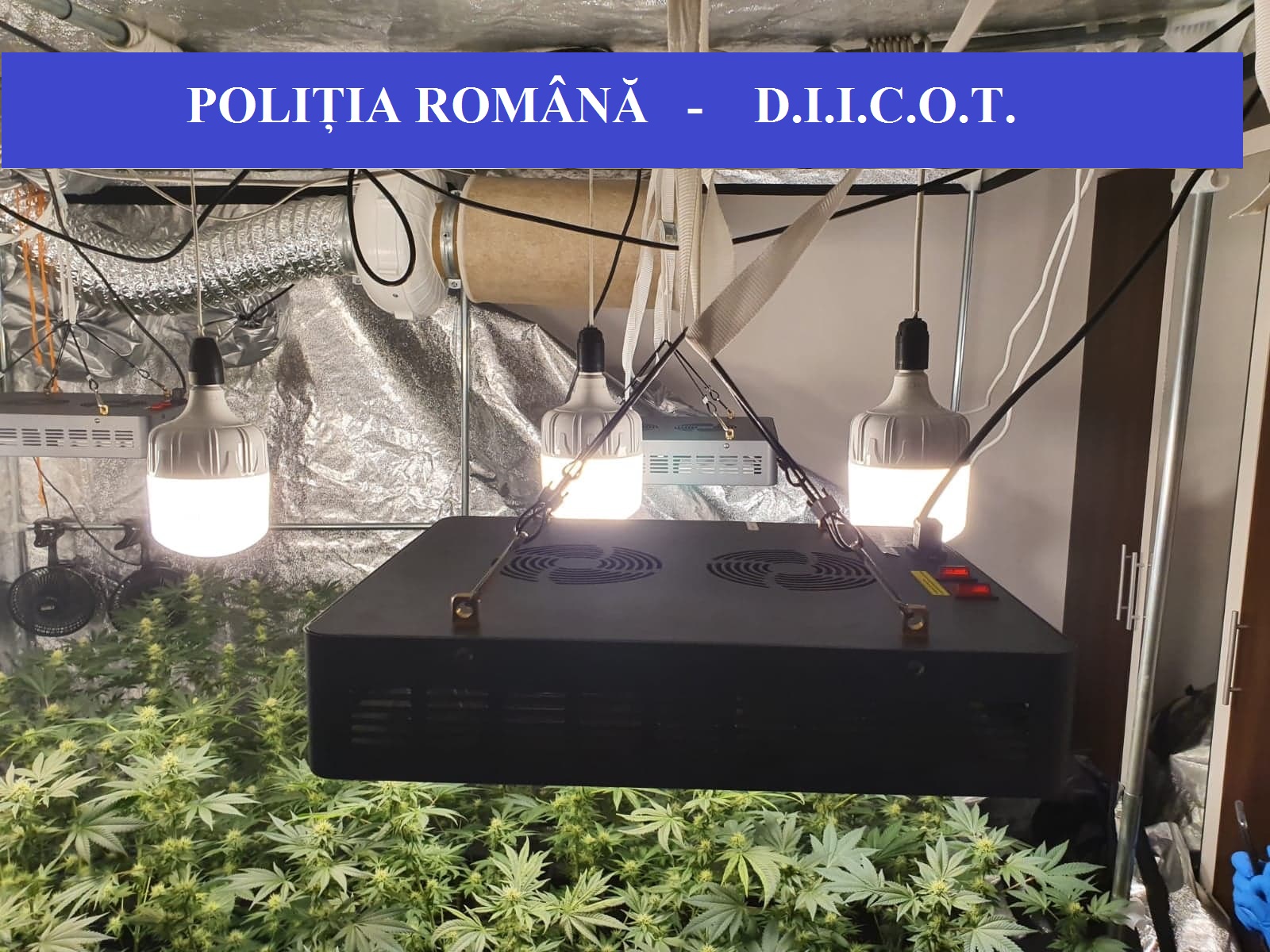 foto 2 BCCO ORADEA CULTURA CANNABIS