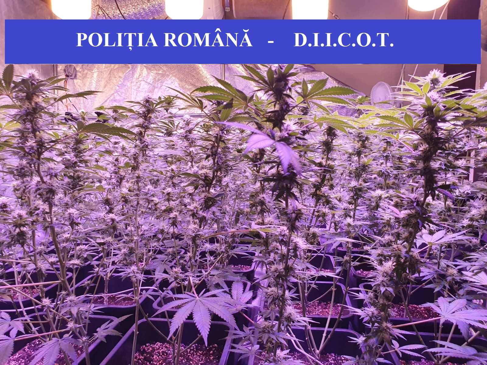 foto 5 BCCO ORADEA CULTURA CANNABIS