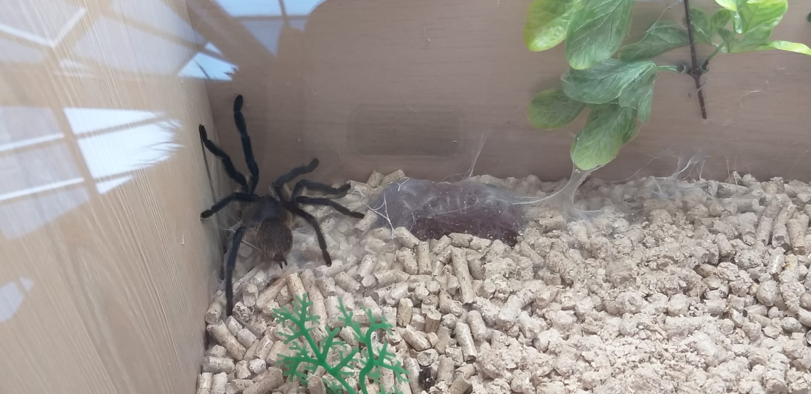 FOTO XXL Tarantula Expo 8.03.2020 BIHON