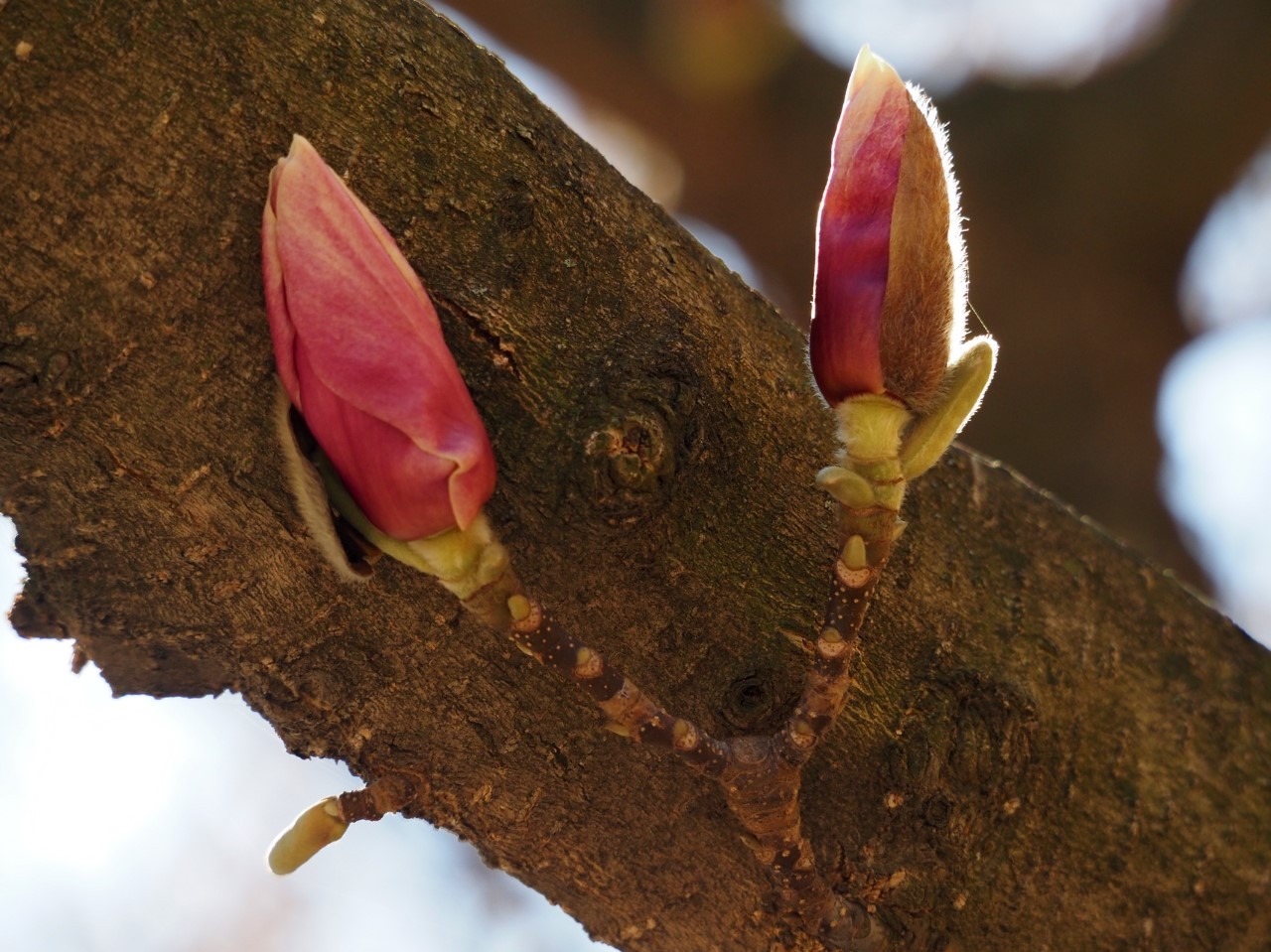 magnolii oradea (10)