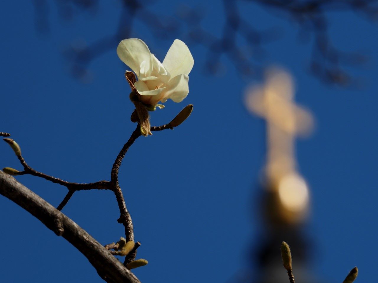 magnolii oradea (11)