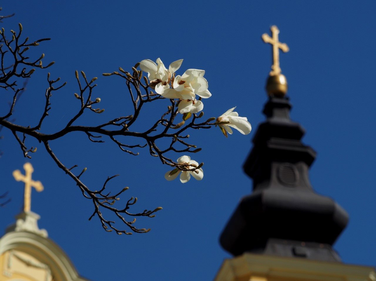 FOTO: Magnolii Oradea 03.04.2020