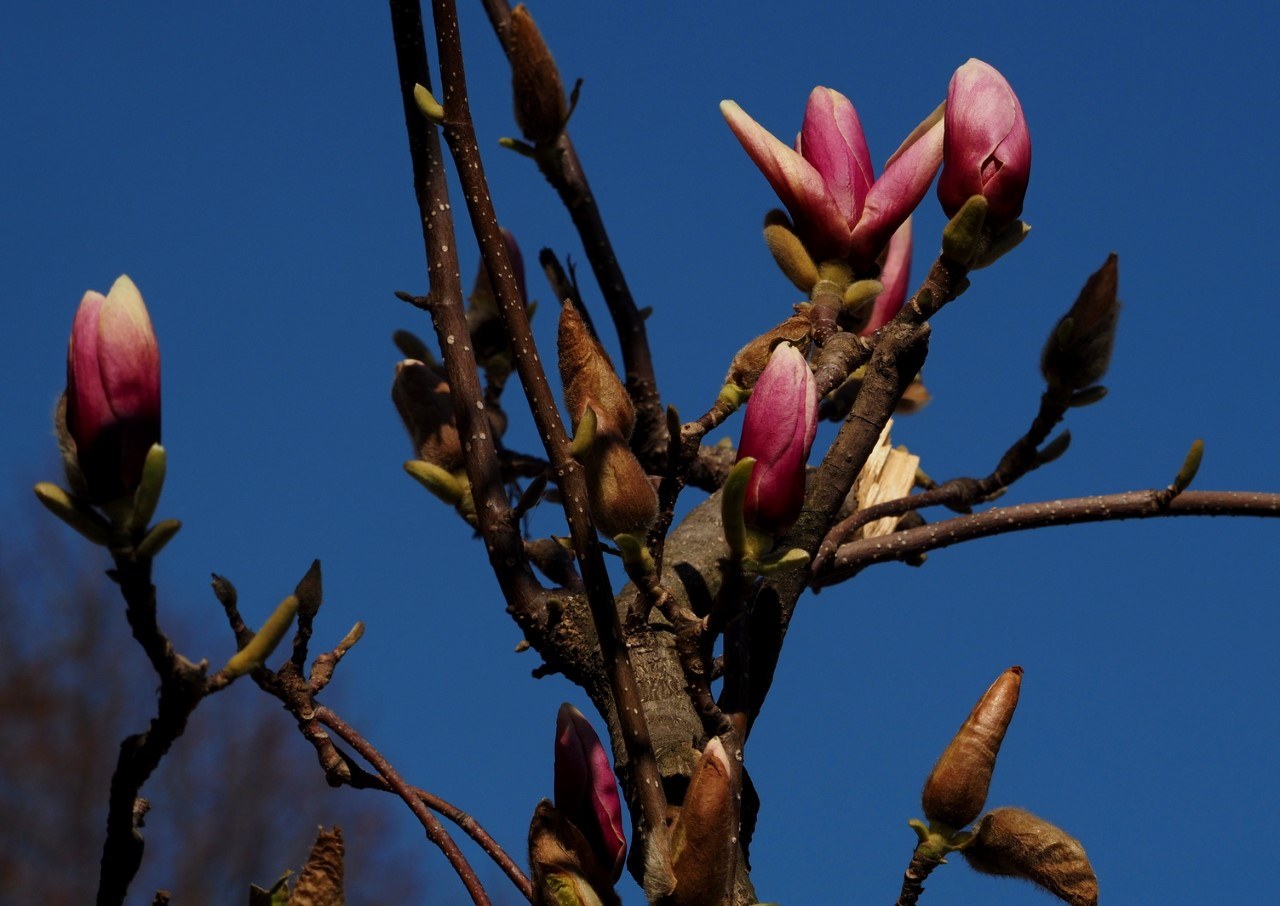 magnolii oradea (13)
