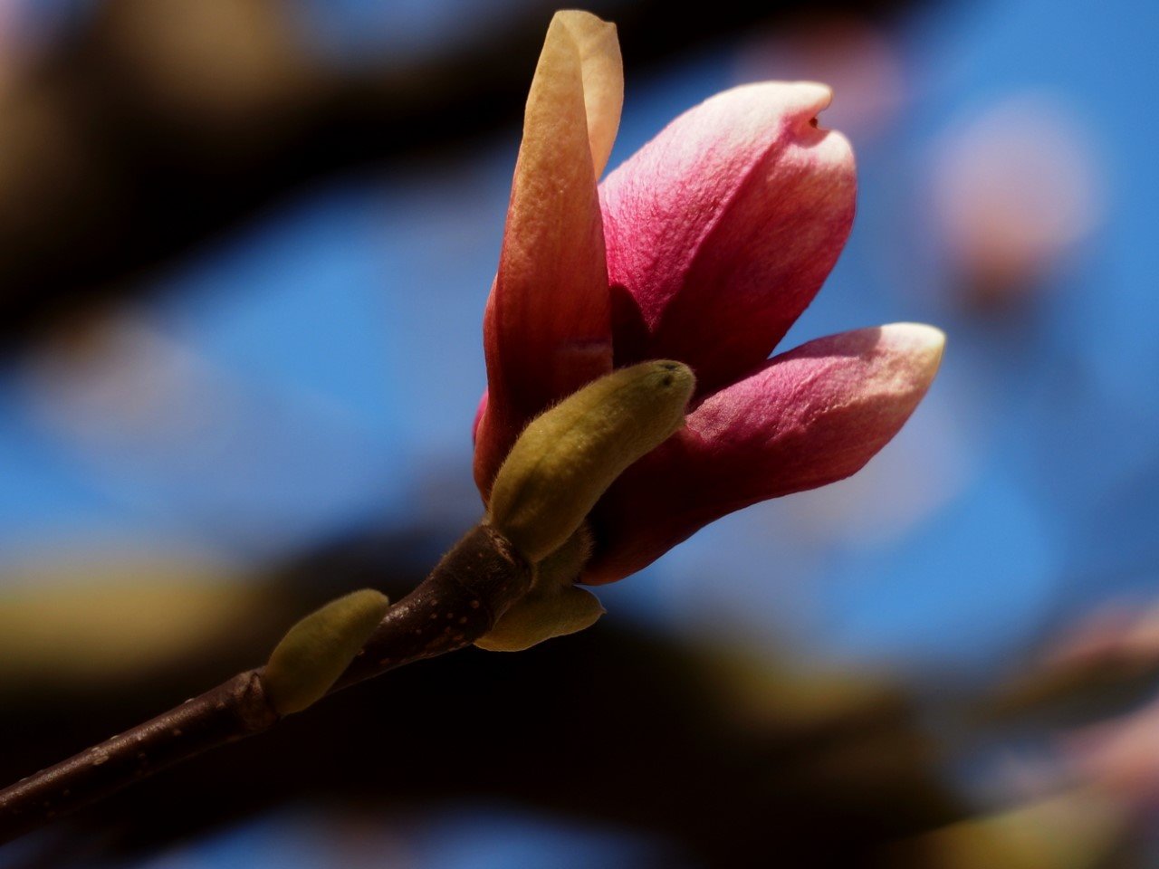 magnolii oradea (14)
