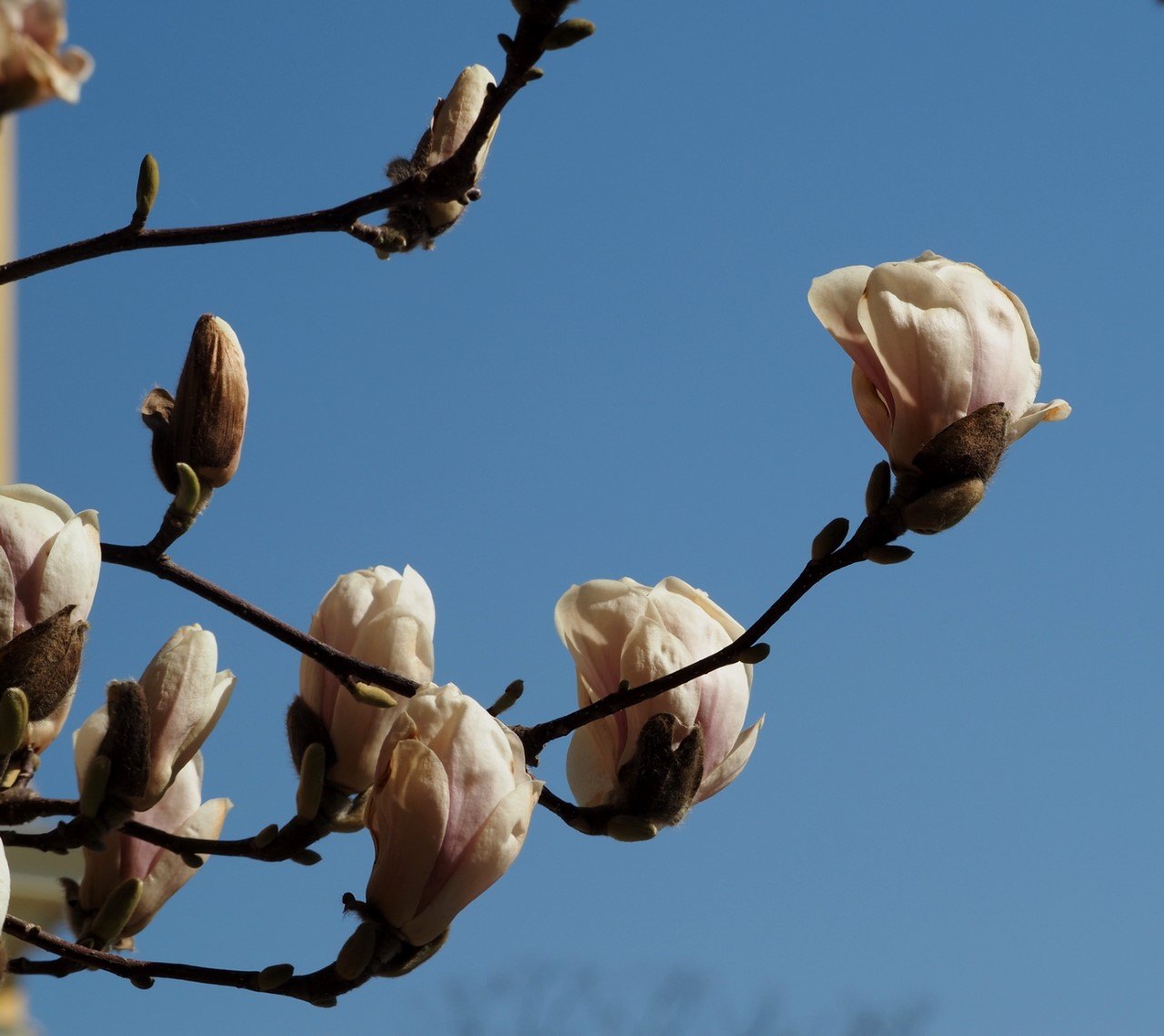 magnolii oradea (15)
