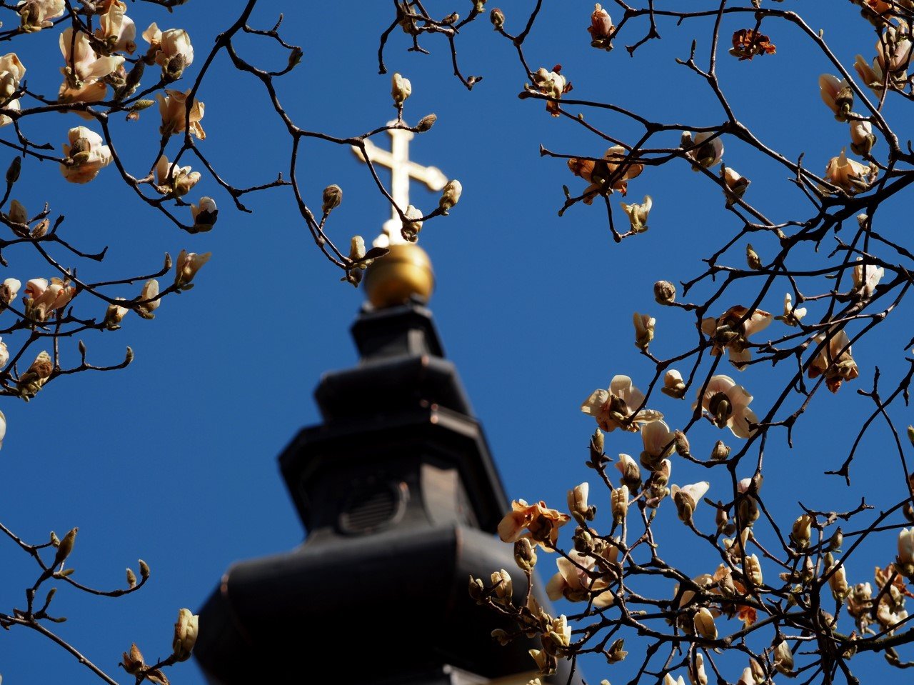 magnolii oradea (16)