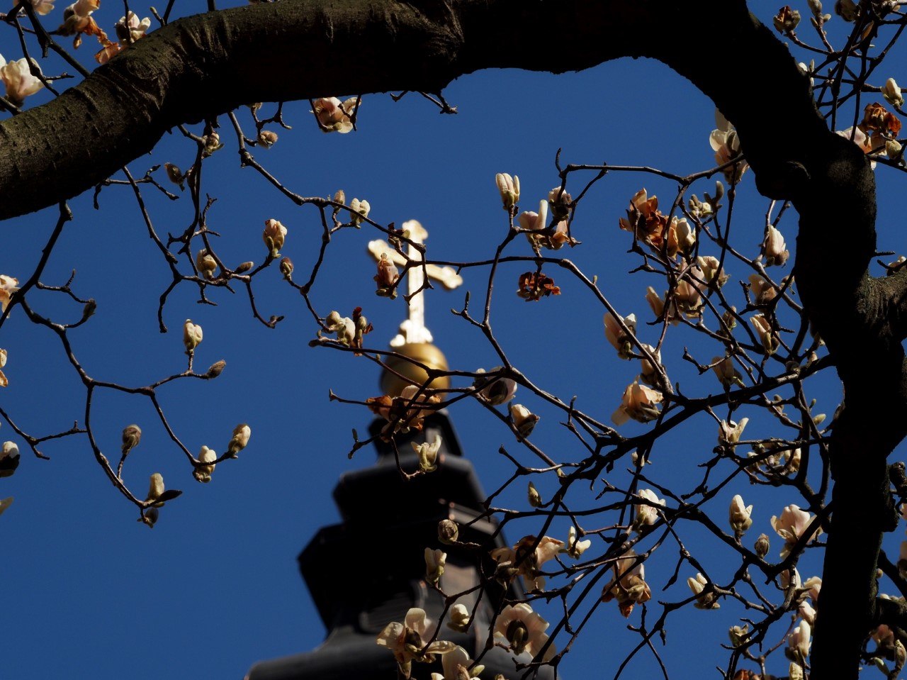 magnolii oradea (2)