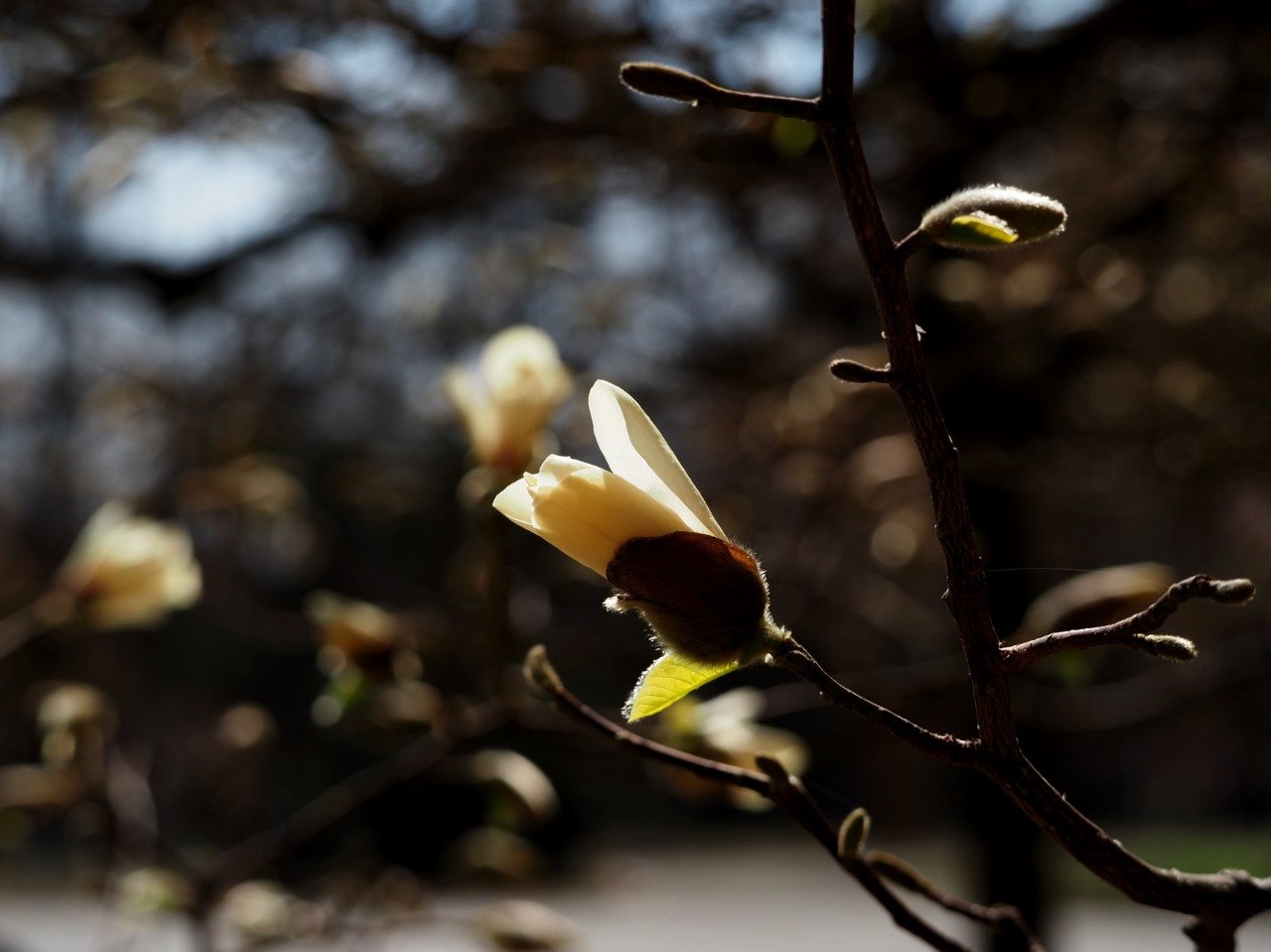 magnolii oradea (3)