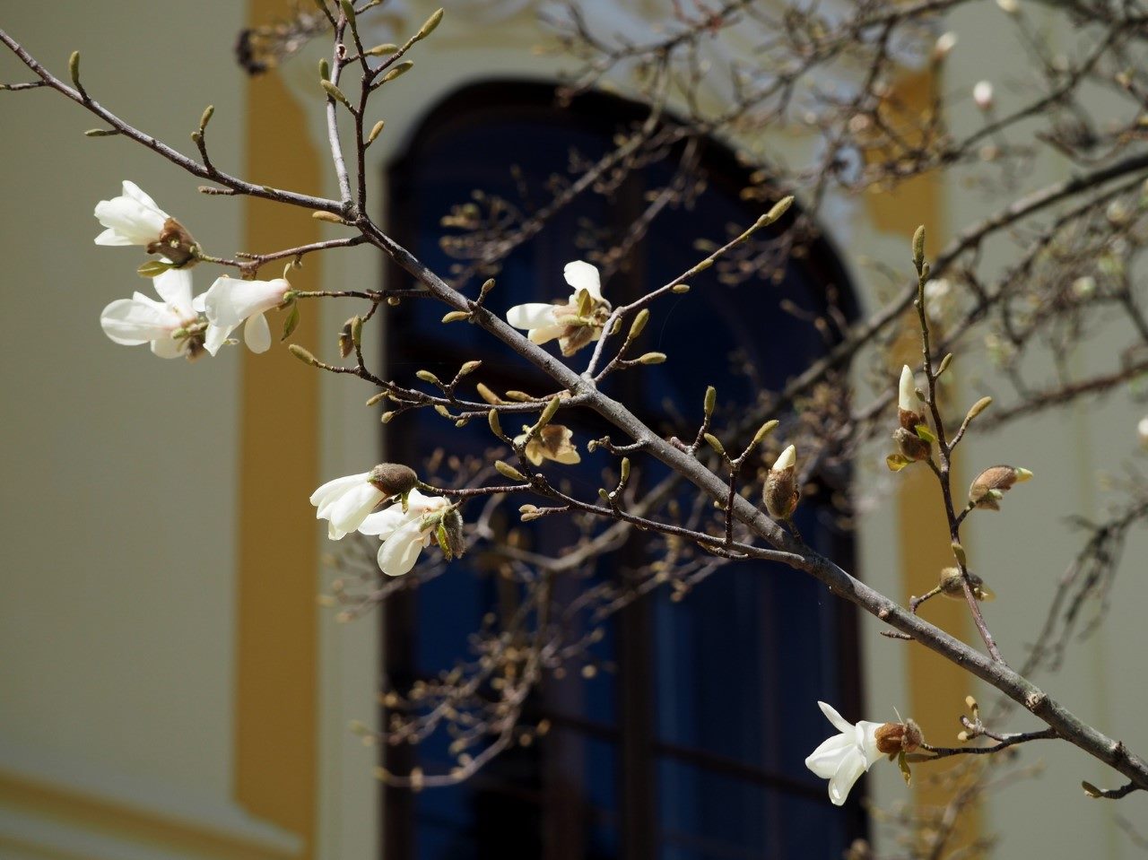 magnolii oradea (5)