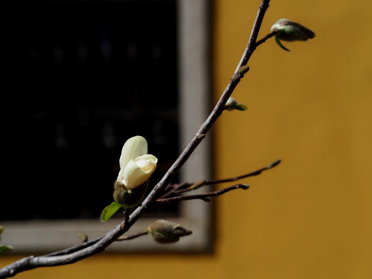 magnolii oradea (6)