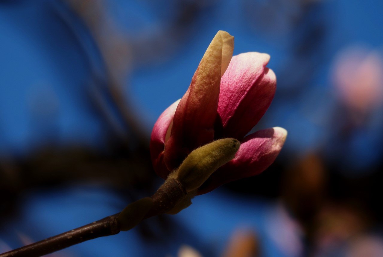 magnolii oradea (7)