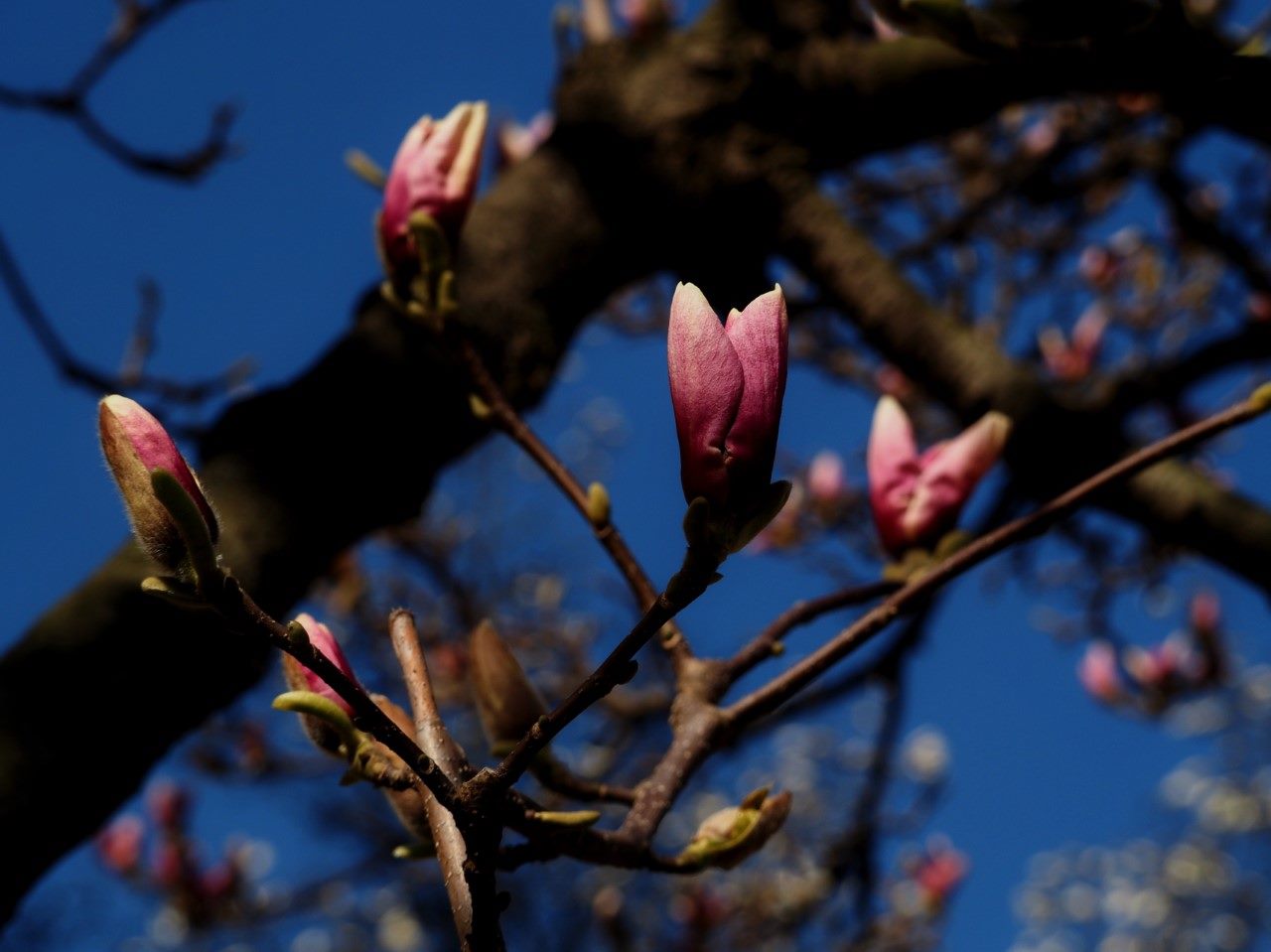 magnolii oradea (8)