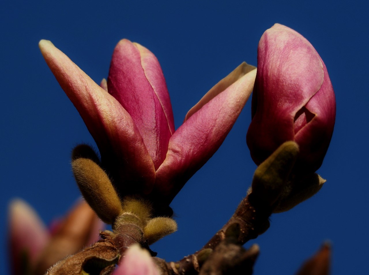 magnolii oradea (9)