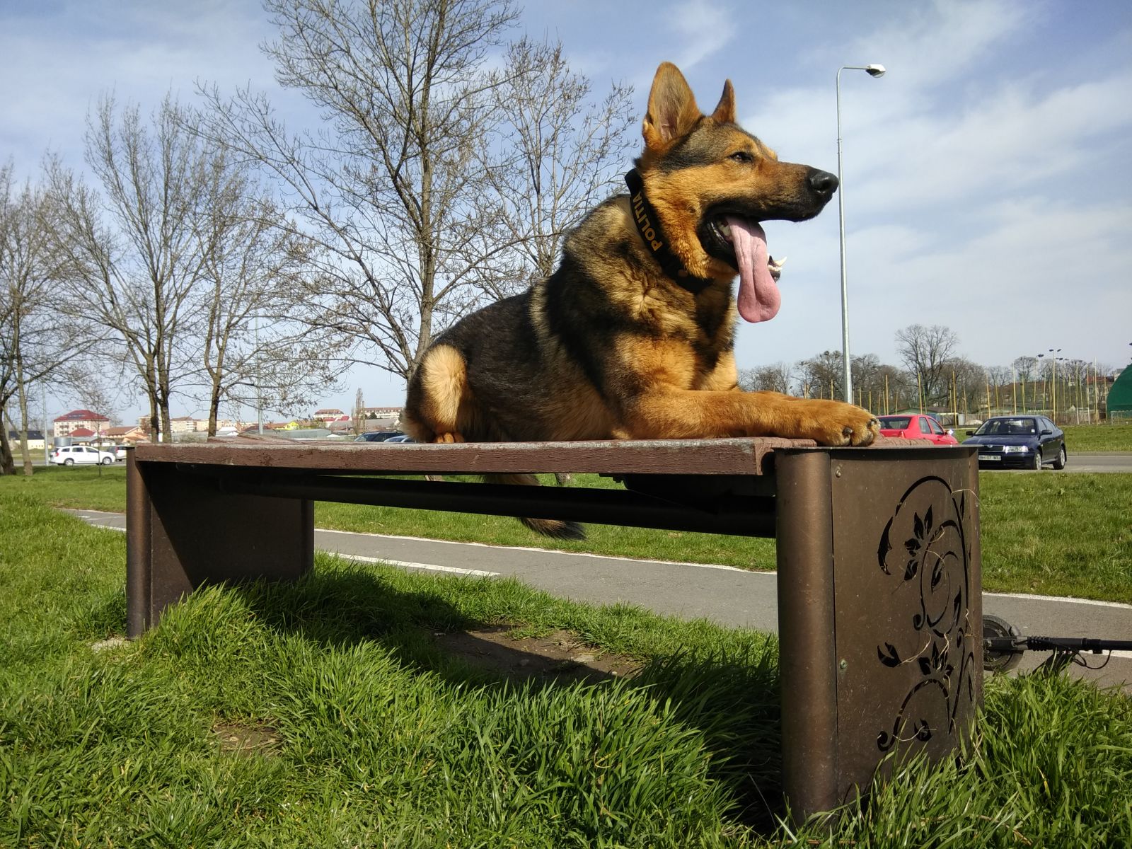 FOTO: Câinele polițist Ozzy 17.06.2020