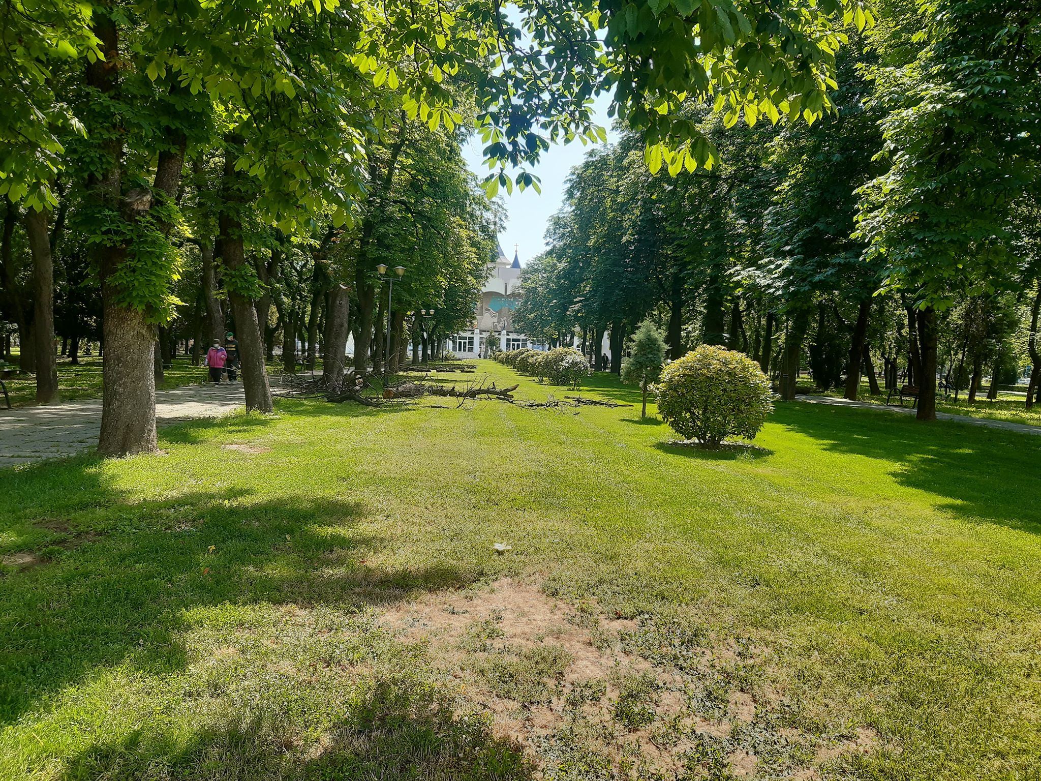 arbori parcul 1 decembrie oradea