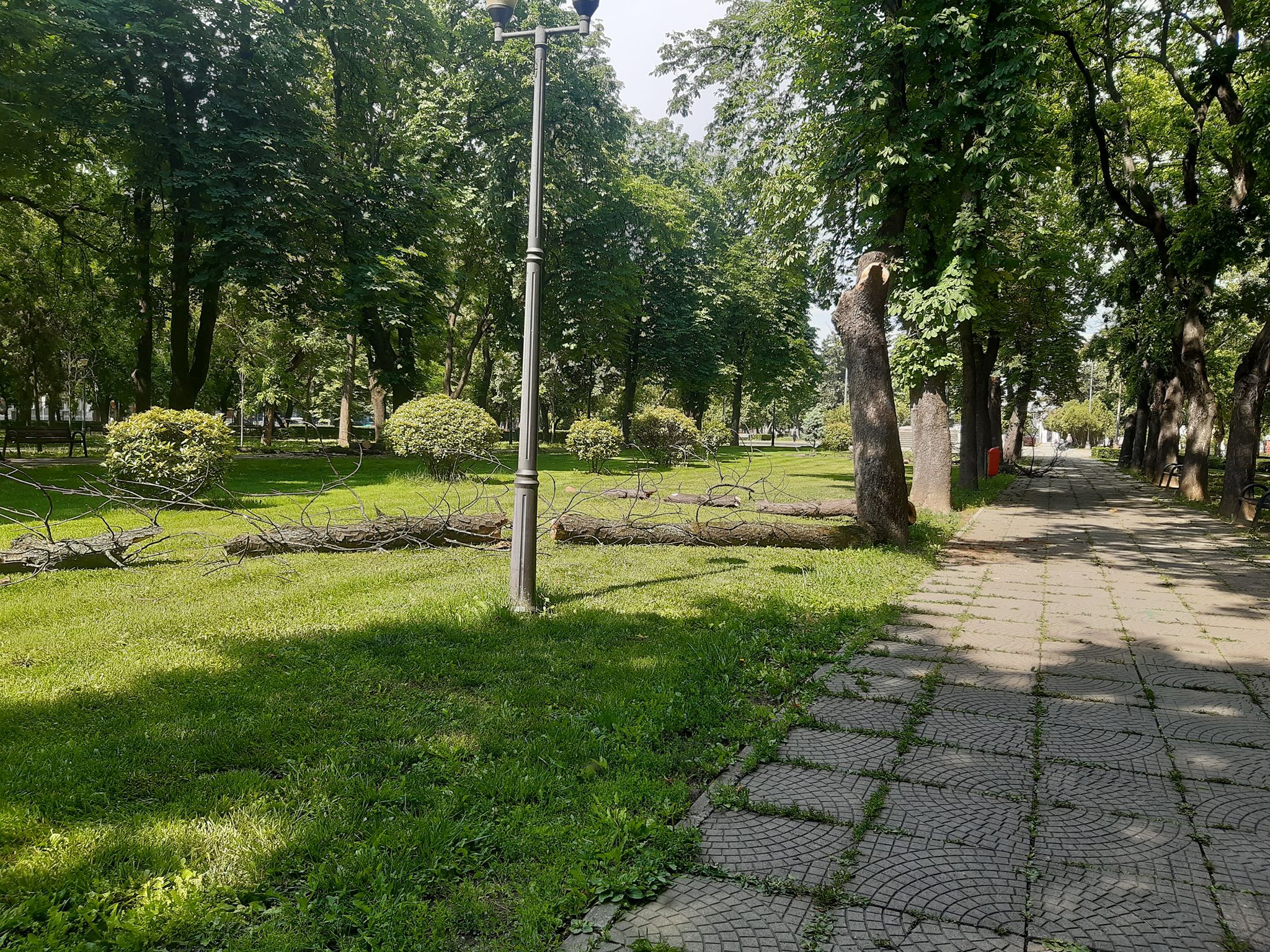 arbori parcul 1 decembrie oradea (1)