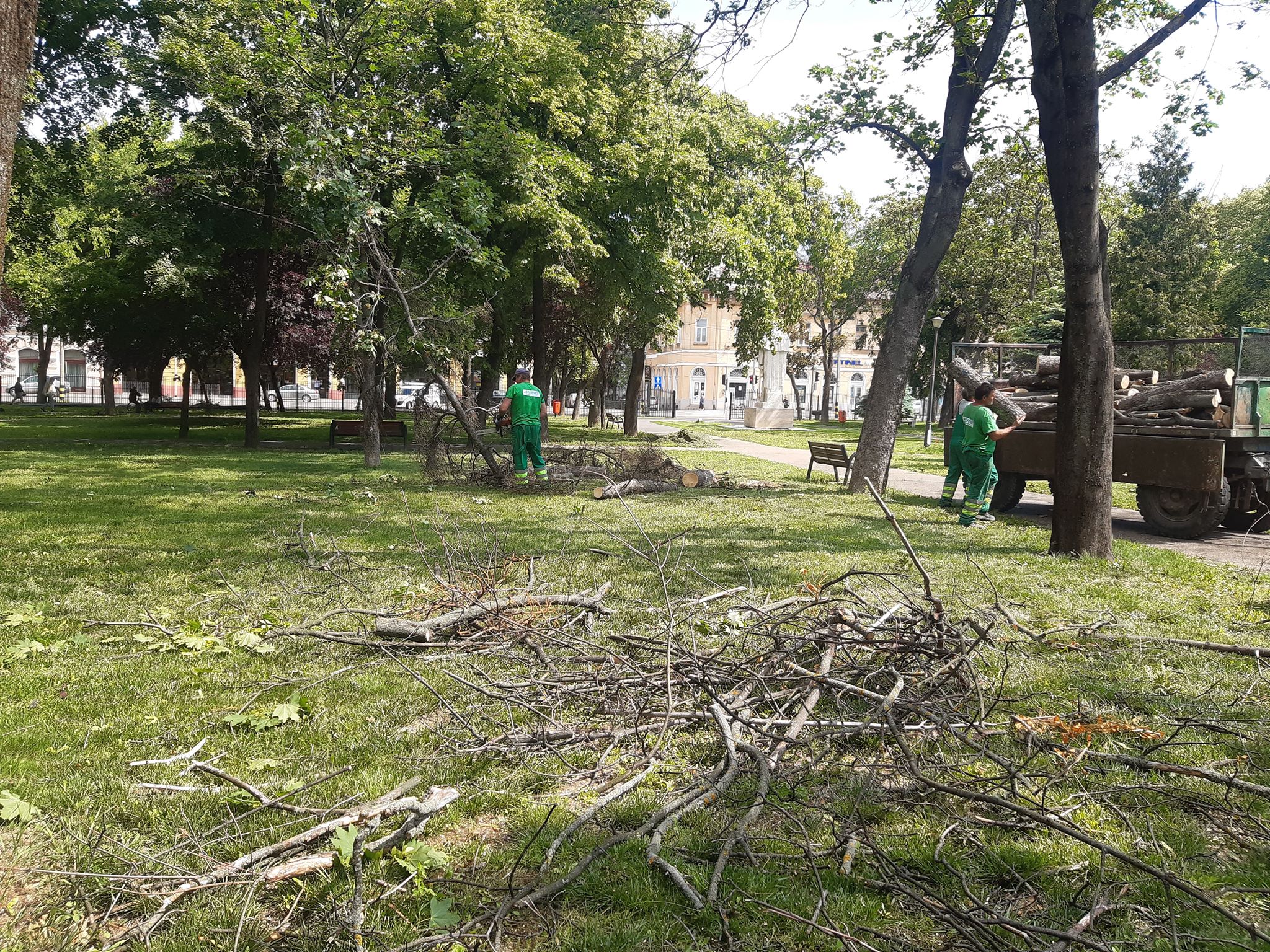 arbori parcul 1 decembrie oradea (11)