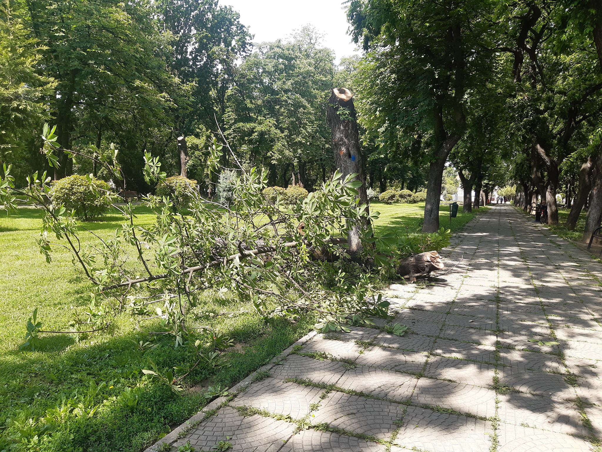 arbori parcul 1 decembrie oradea (12)