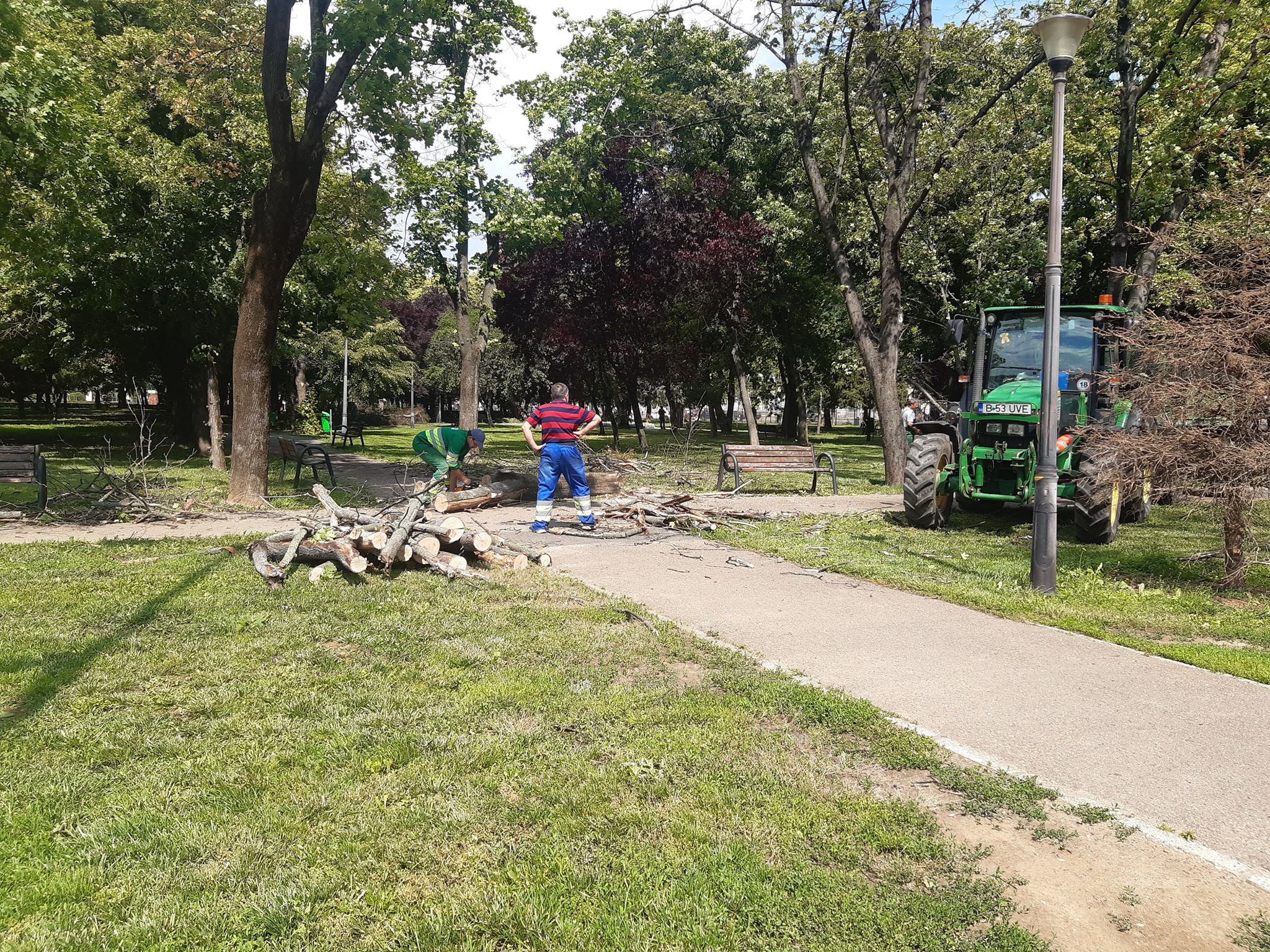 arbori parcul 1 decembrie oradea (13)