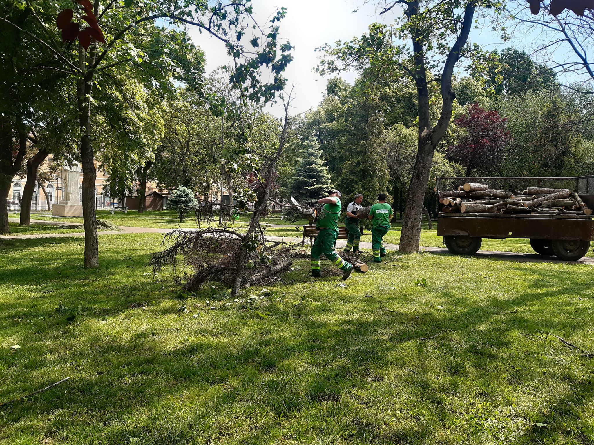 arbori parcul 1 decembrie oradea (14)