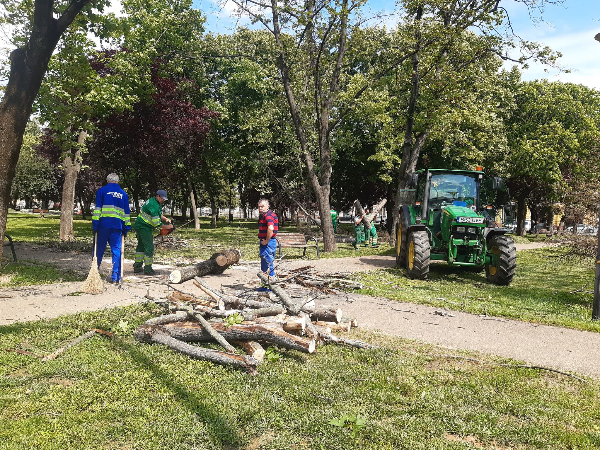 arbori parcul 1 decembrie oradea (2)