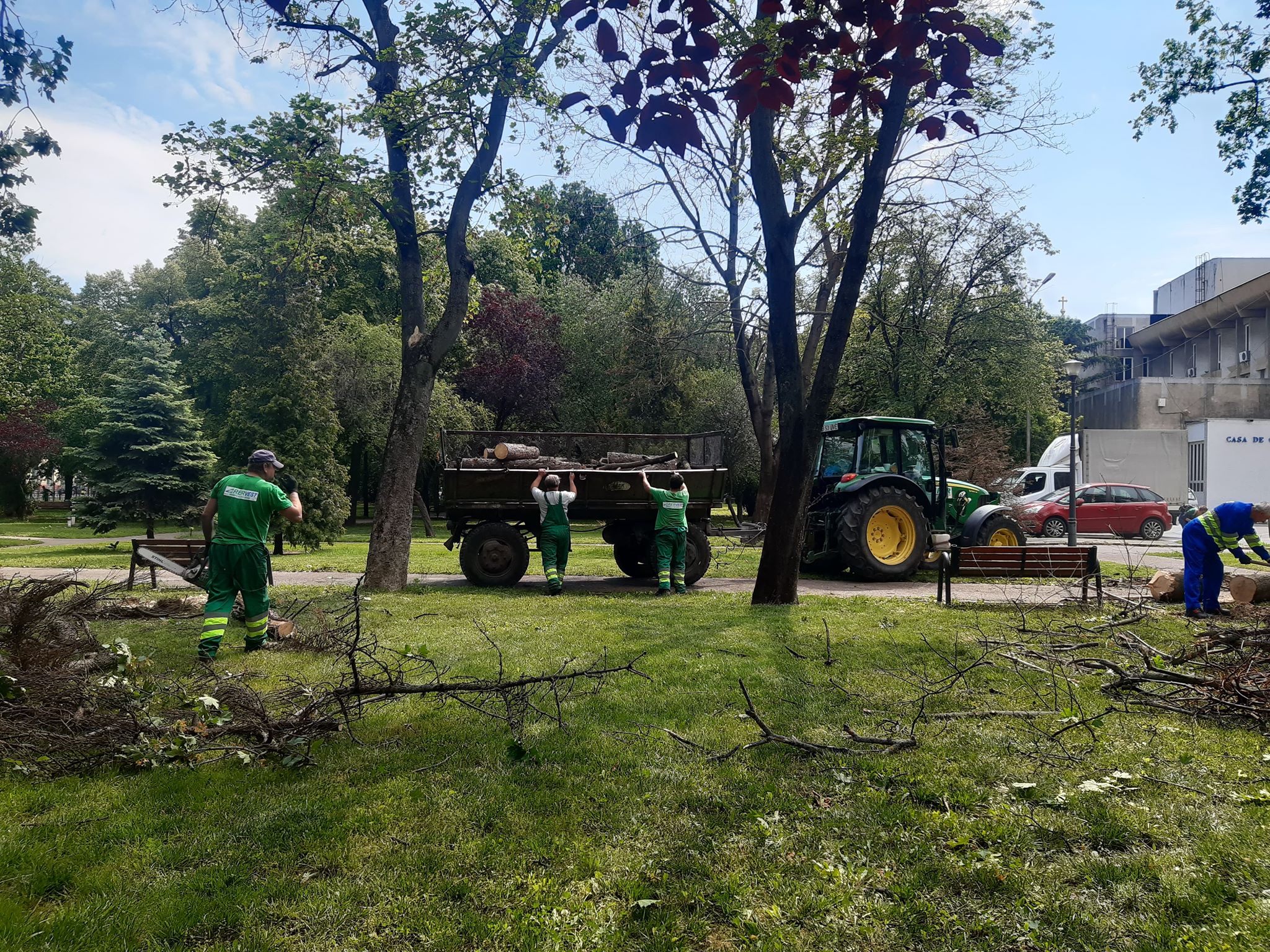 arbori parcul 1 decembrie oradea (3)