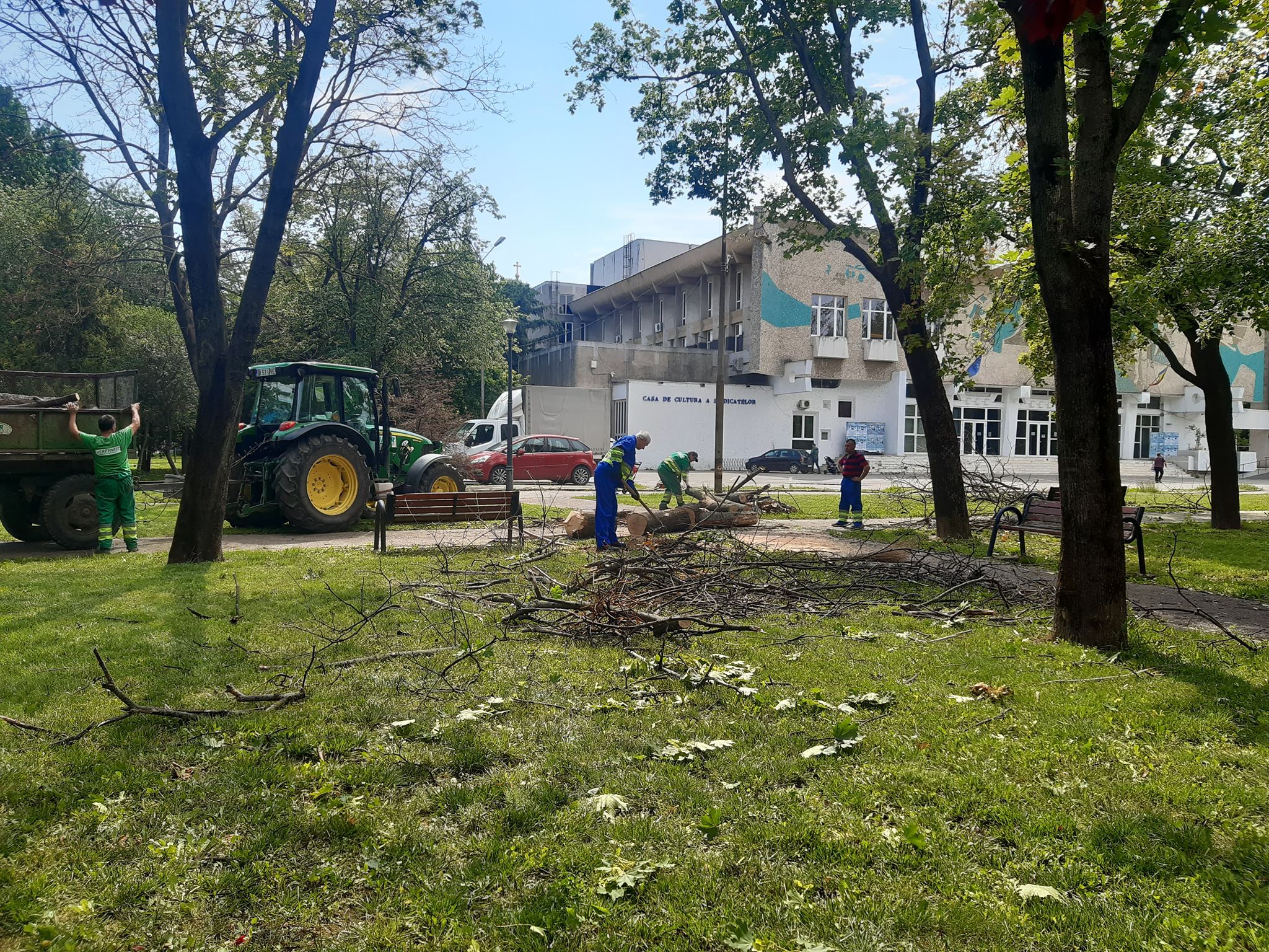 arbori parcul 1 decembrie oradea (4)