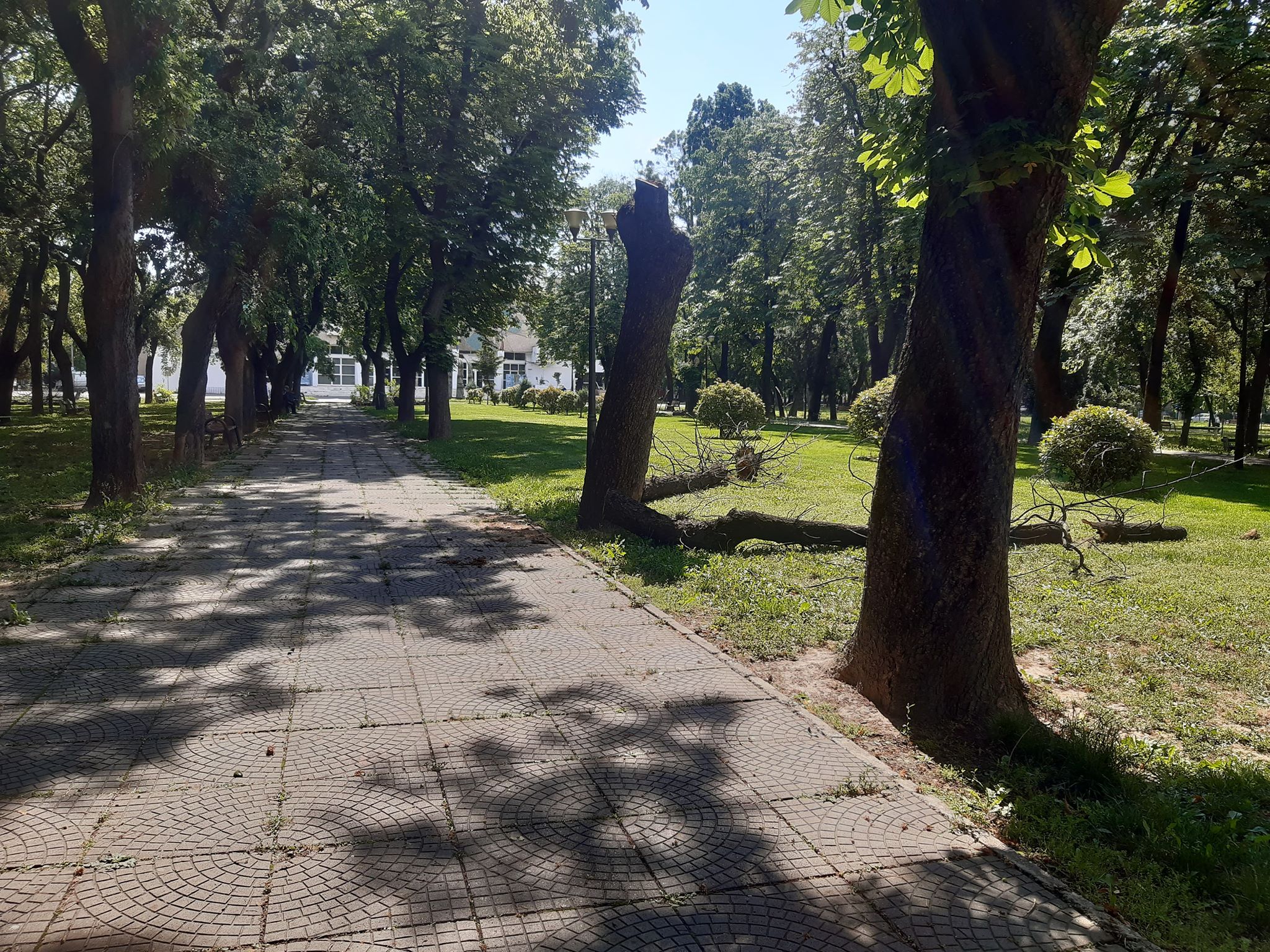 arbori parcul 1 decembrie oradea (6)