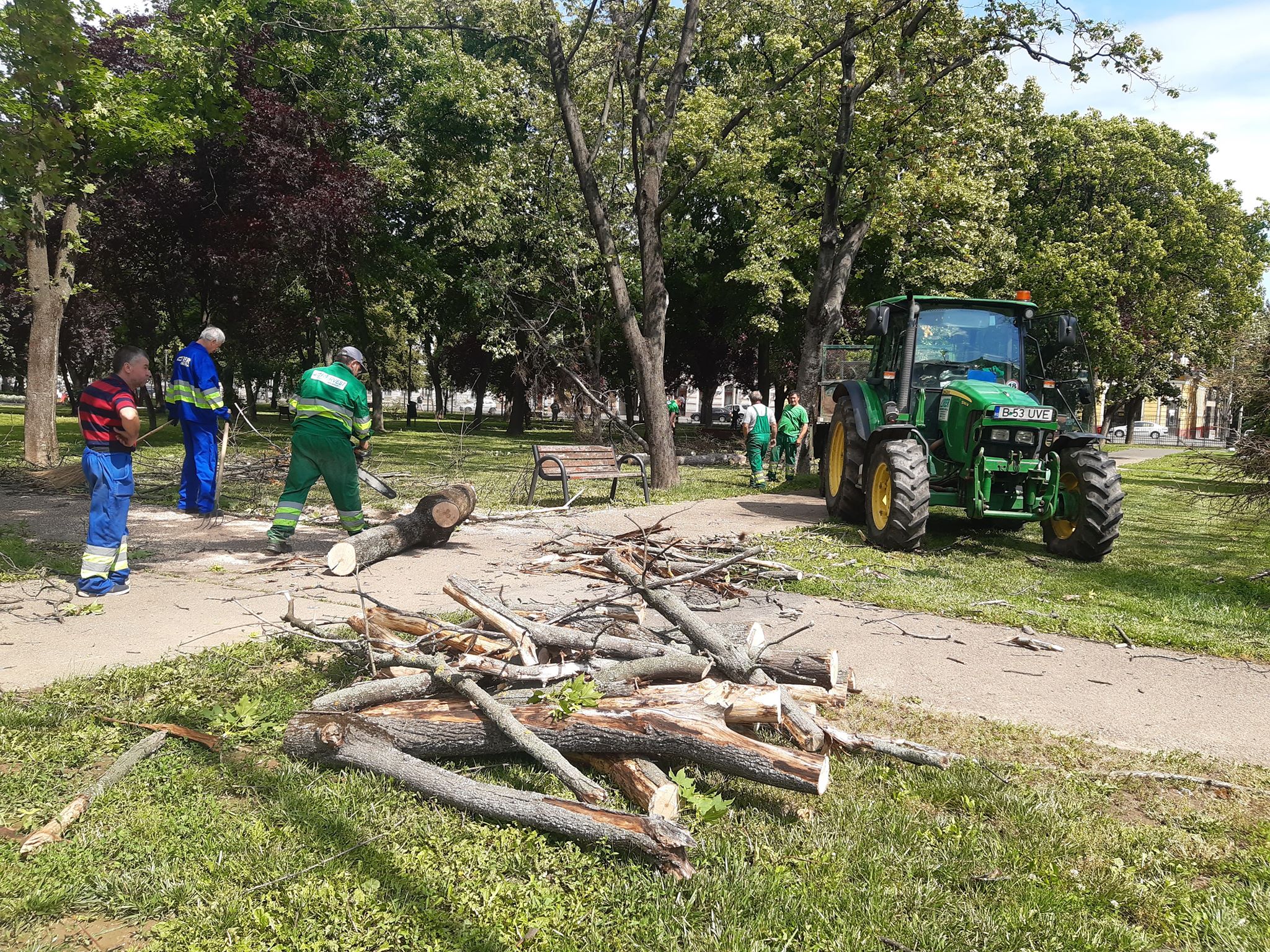 arbori parcul 1 decembrie oradea (7)