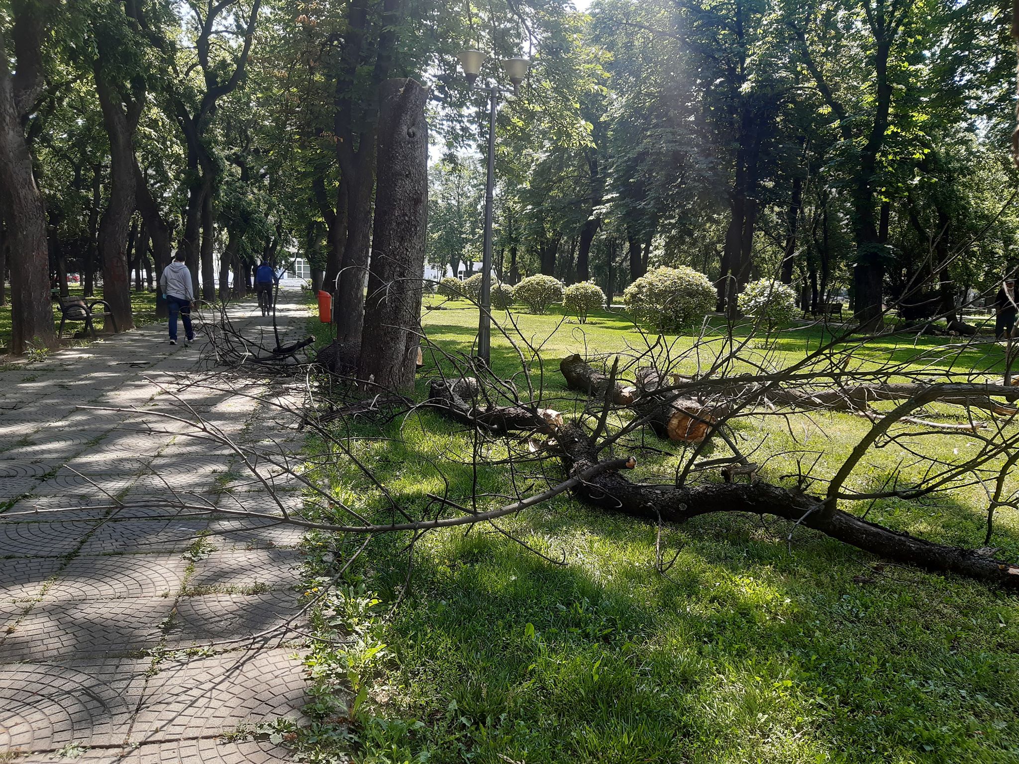 arbori parcul 1 decembrie oradea (8)