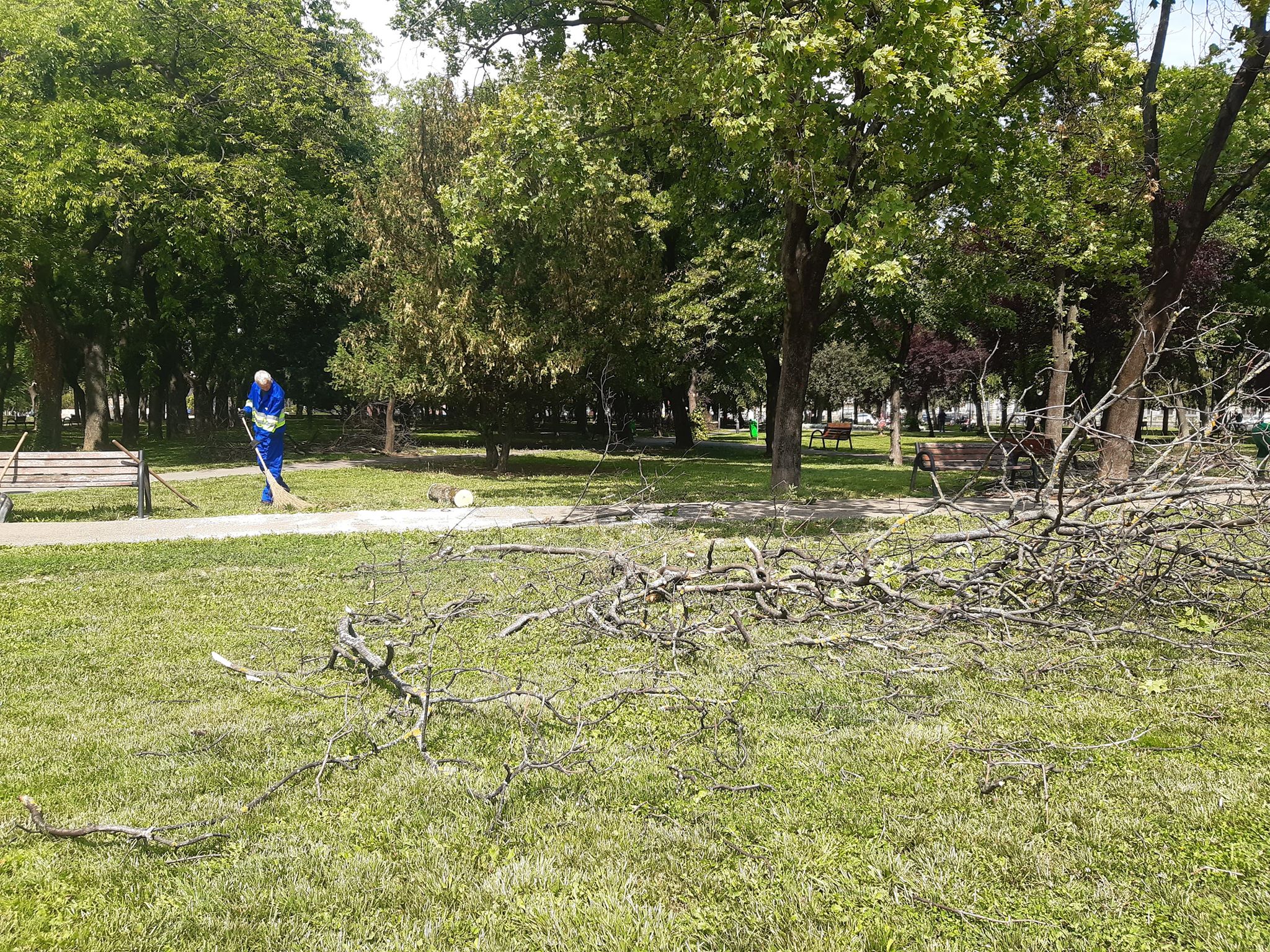 arbori parcul 1 decembrie oradea (9)