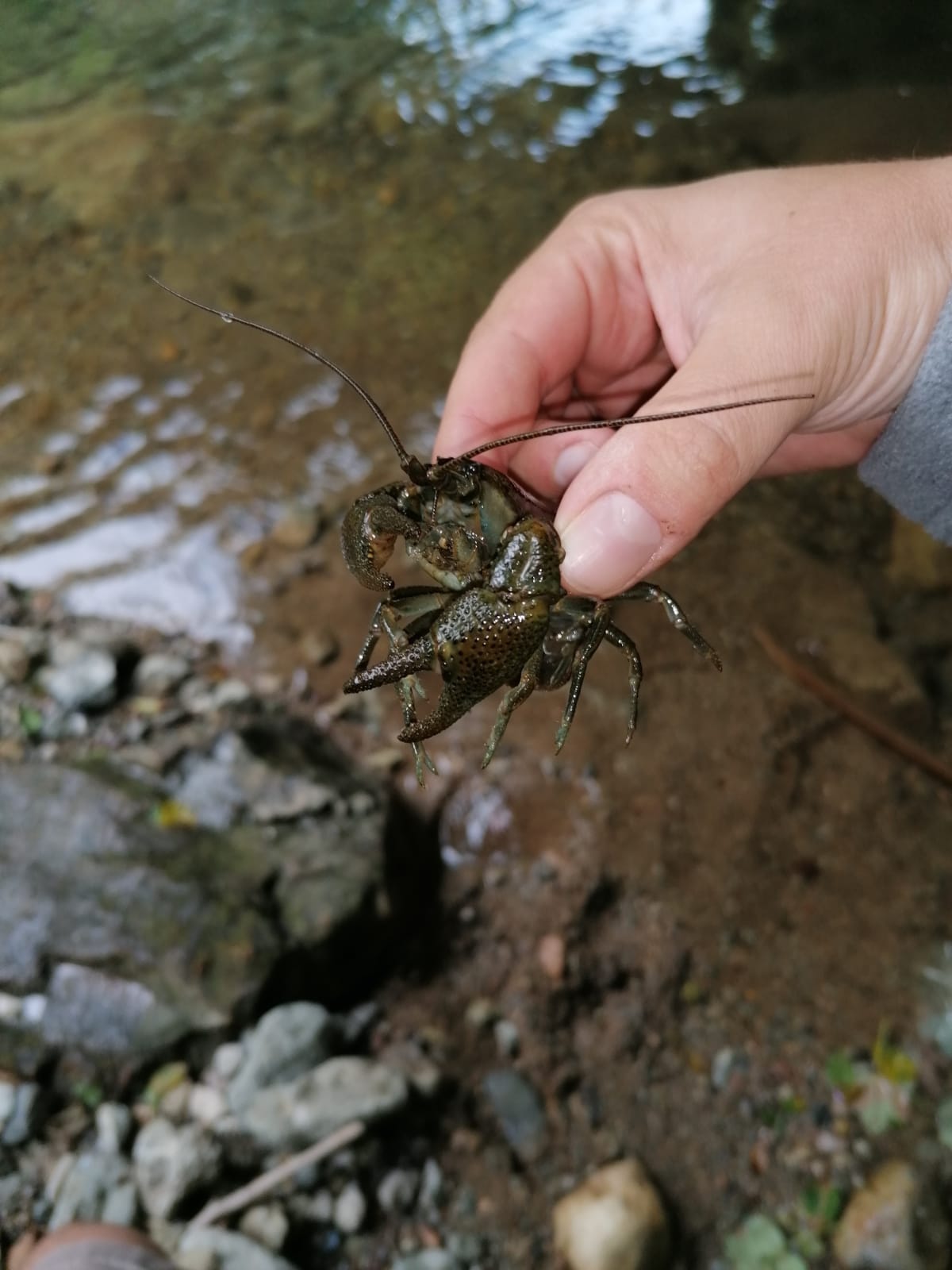 FOTO: Racul bihorean 22.07.2020