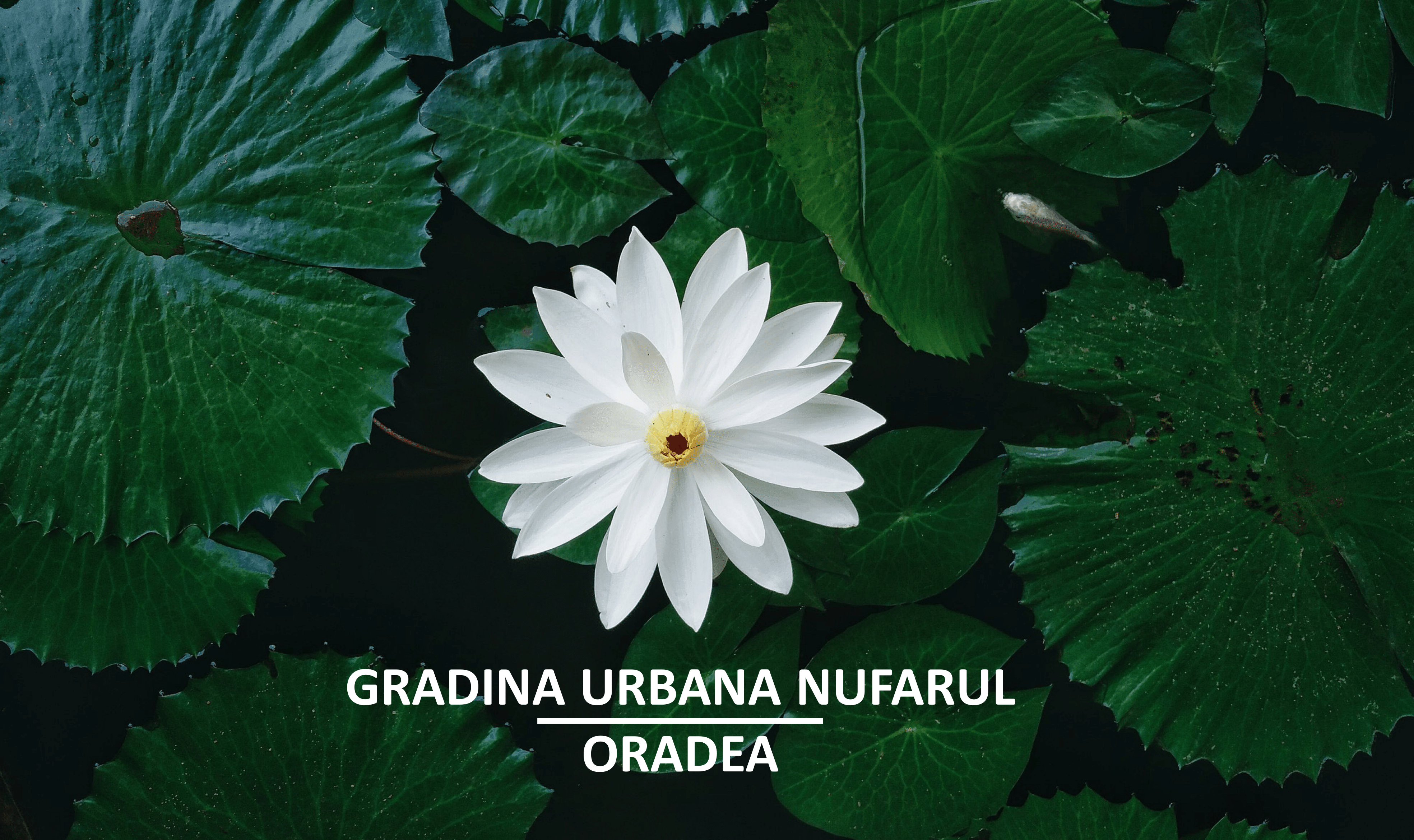 PREZENTARE GRADINA URBANA ORADEA-01