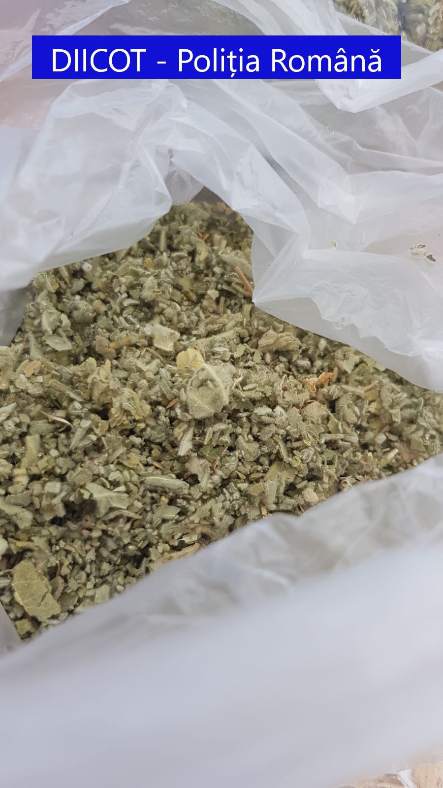 trafic de droguri oradea (9)