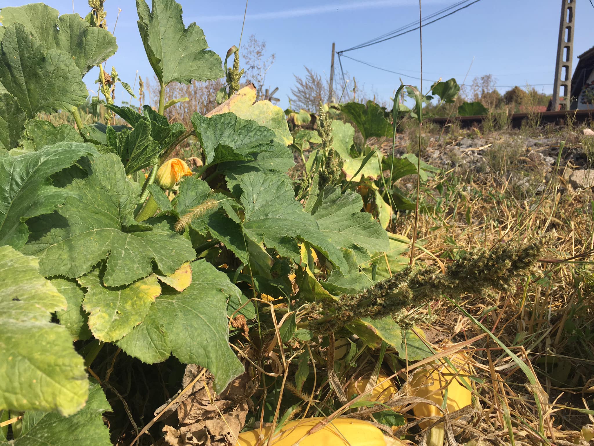 119810365_3466205166777433_5354614613780388943_o