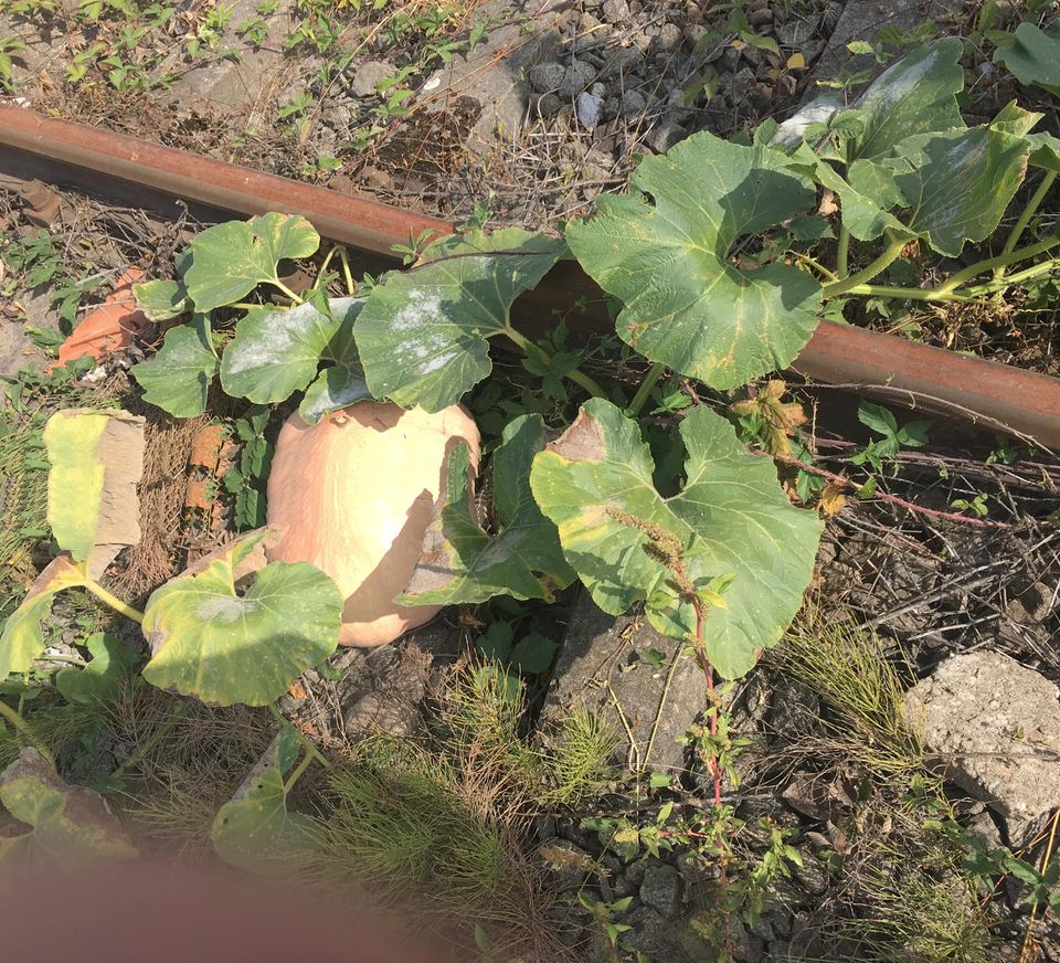 119943450_3466199110111372_4281535580645367337_o