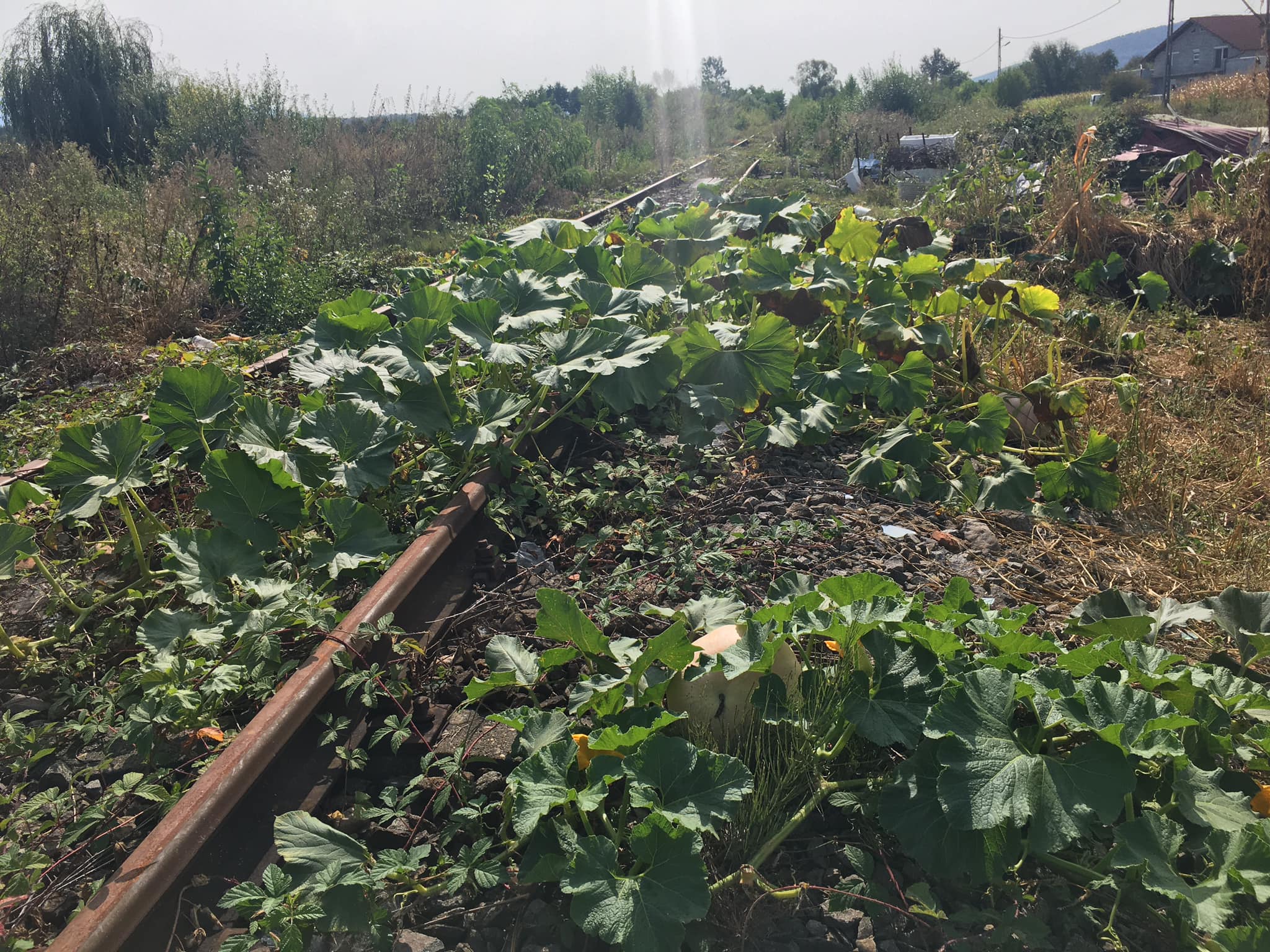 119946381_3466197556778194_7027436055271626934_o